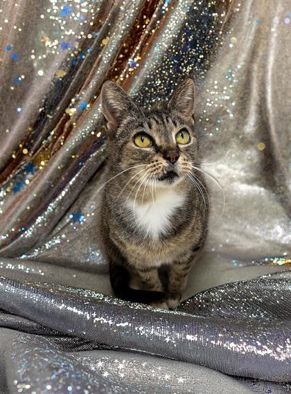 Agatha 1863-25, Adoptable, Adult Female Domestic Short Hair & Domestic Short Hair.