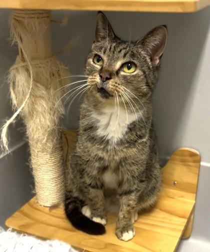 Enlarge Agatha 1863-25, a Adoptable mixed breed in Cumming, GA image 4/6