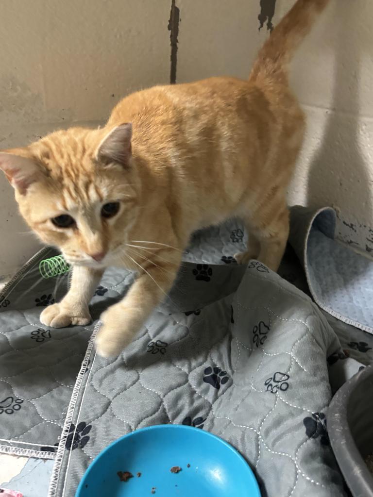 Thumby, Adopted, Adult Male Domestic Short Hair.