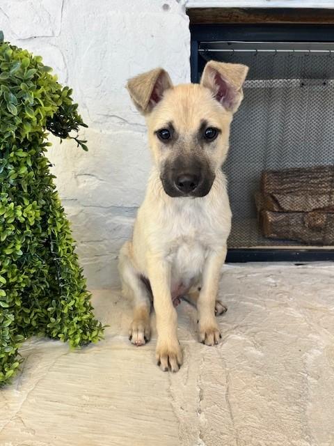 Enlarge Buzz Lightyear, an adopted mixed breed in Tyler, TX image 2/4