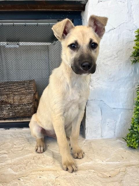 Enlarge Buzz Lightyear, an adopted mixed breed in Tyler, TX image 3/4