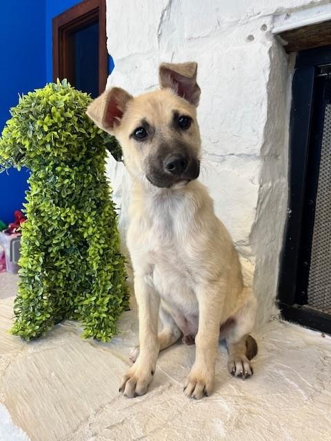 Enlarge Buzz Lightyear, an adopted mixed breed in Tyler, TX image 4/4