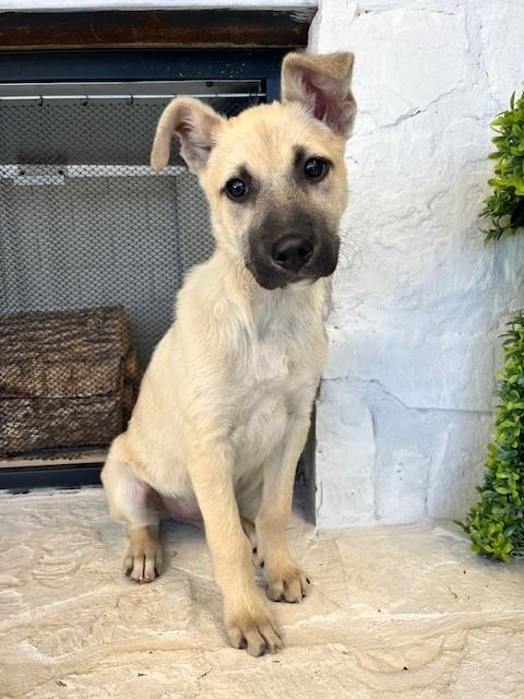 Buzz Lightyear, adopted, Young Male Terrier.