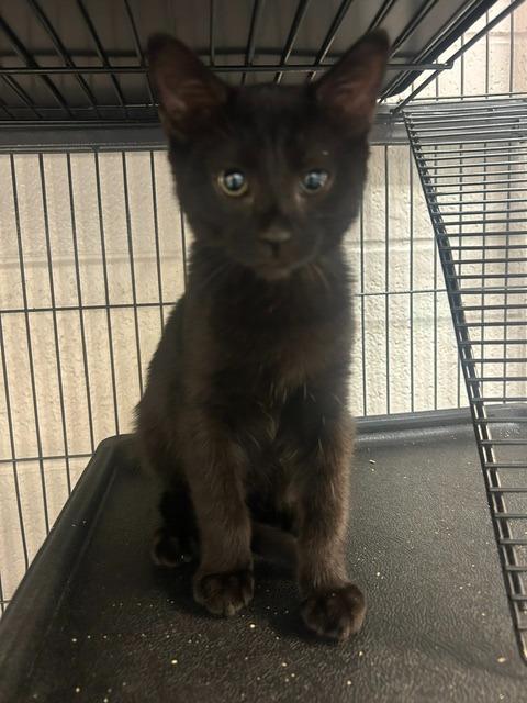 Dipsy, Adoptable, Kitten Male Domestic Short Hair.