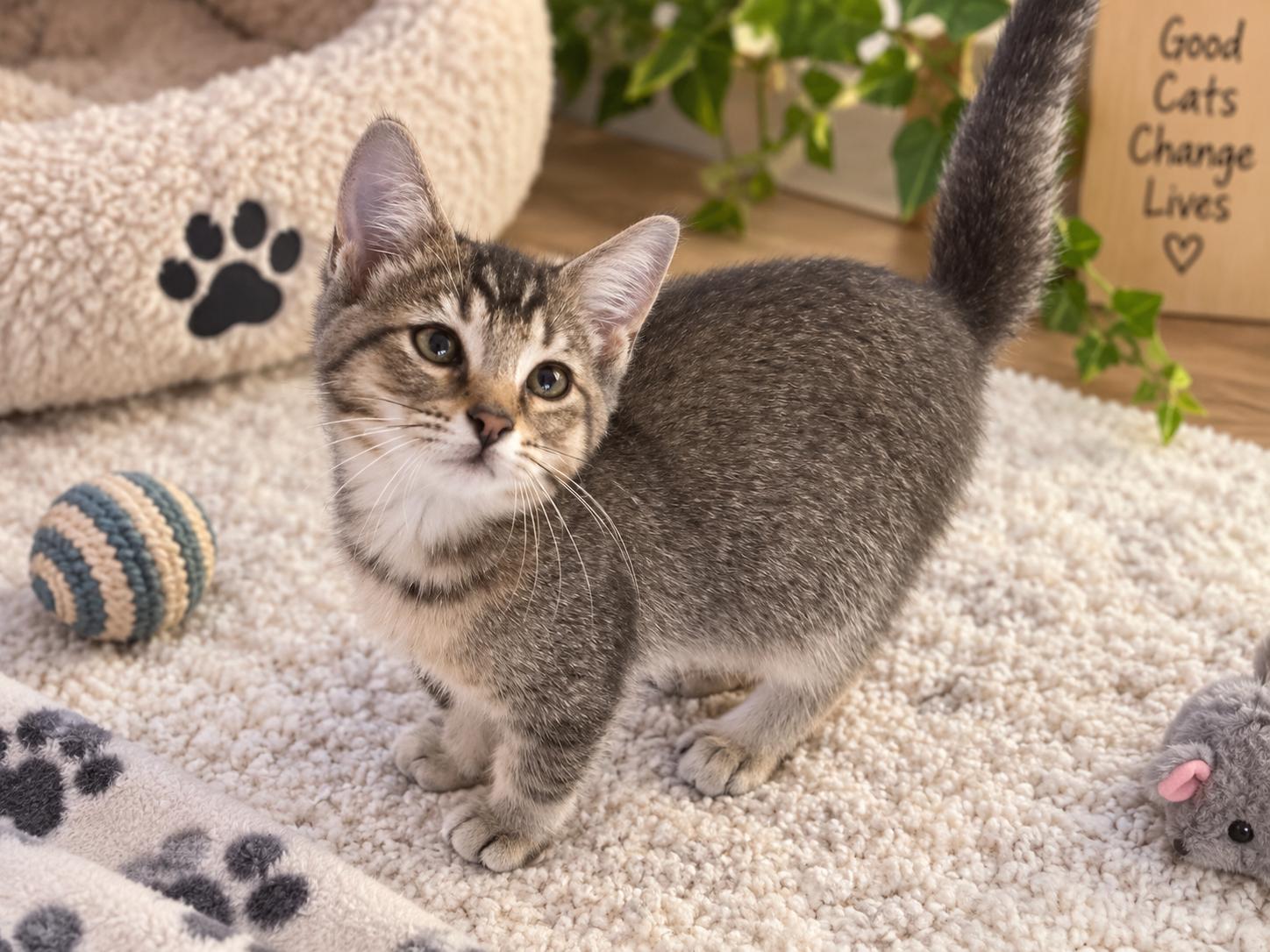 Enlarge Calvin, a Adoptable mixed breed in Saginaw, MI image 2/3