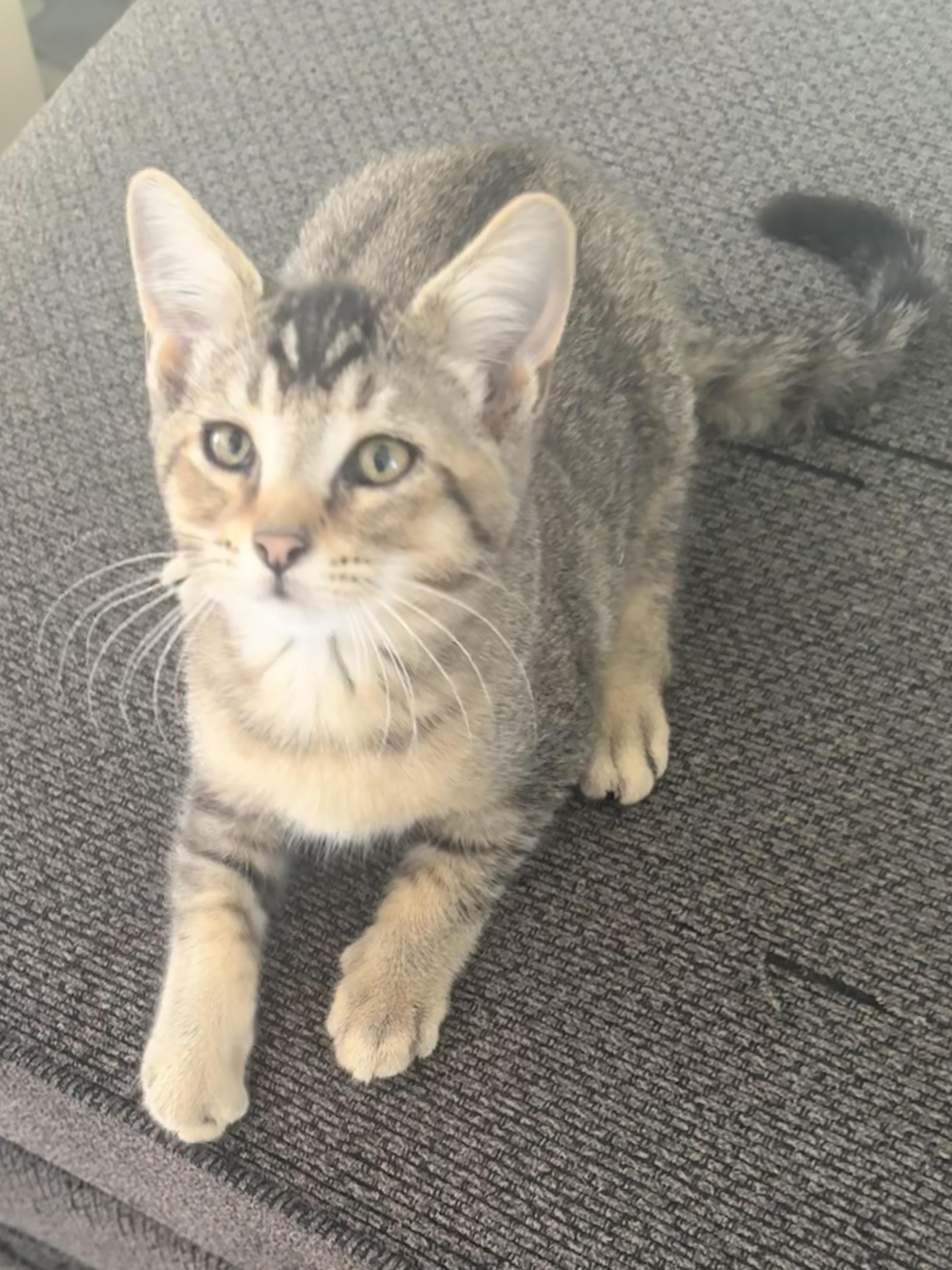 Calvin, Adoptable, Kitten Male Abyssinian & Tabby.