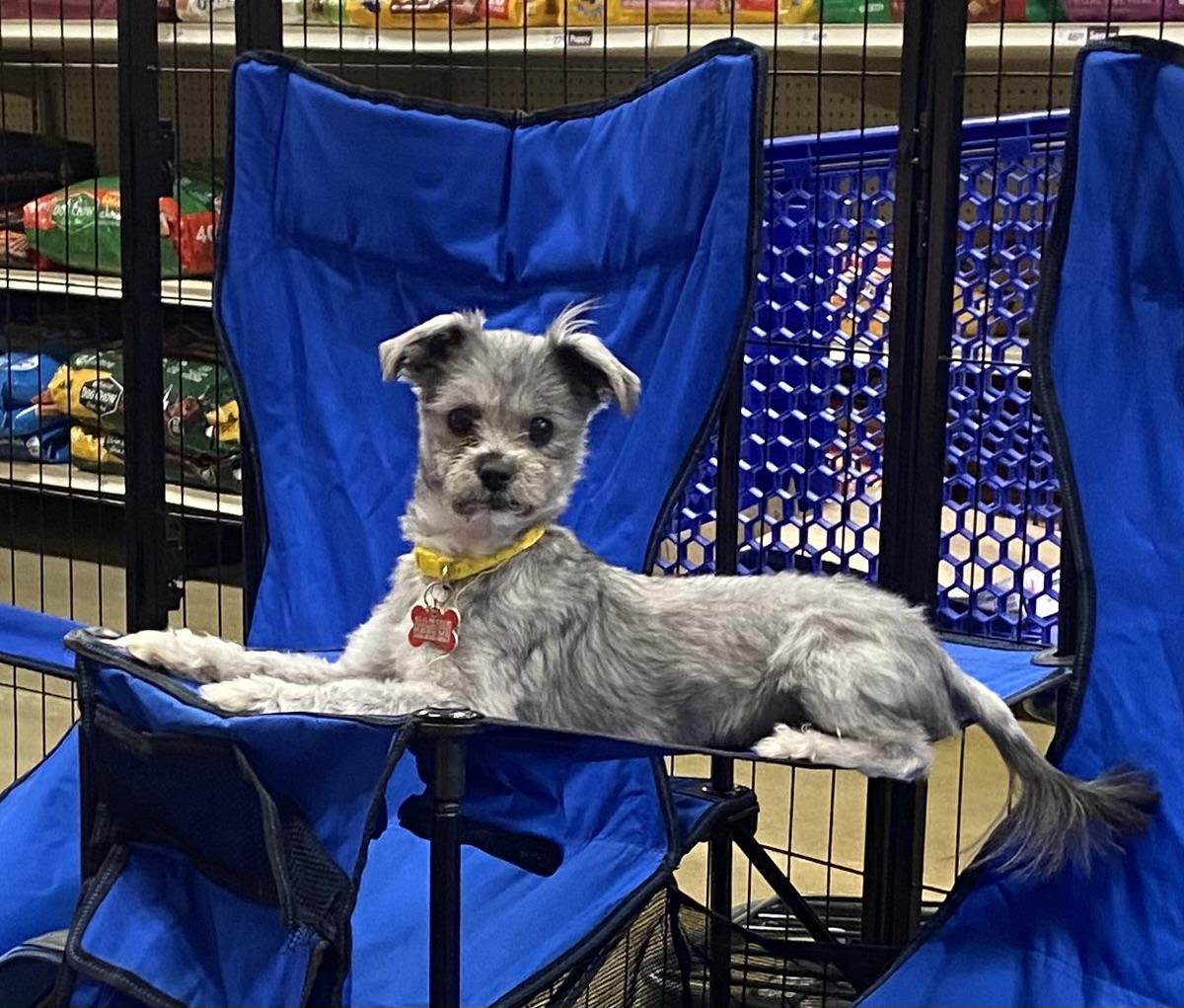 Enlarge Gracie, a Adoptable mixed breed in warrenville, SC image 3/3