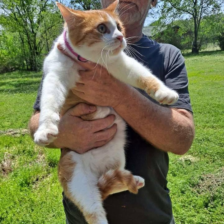 Gracie, Adult Female Tabby