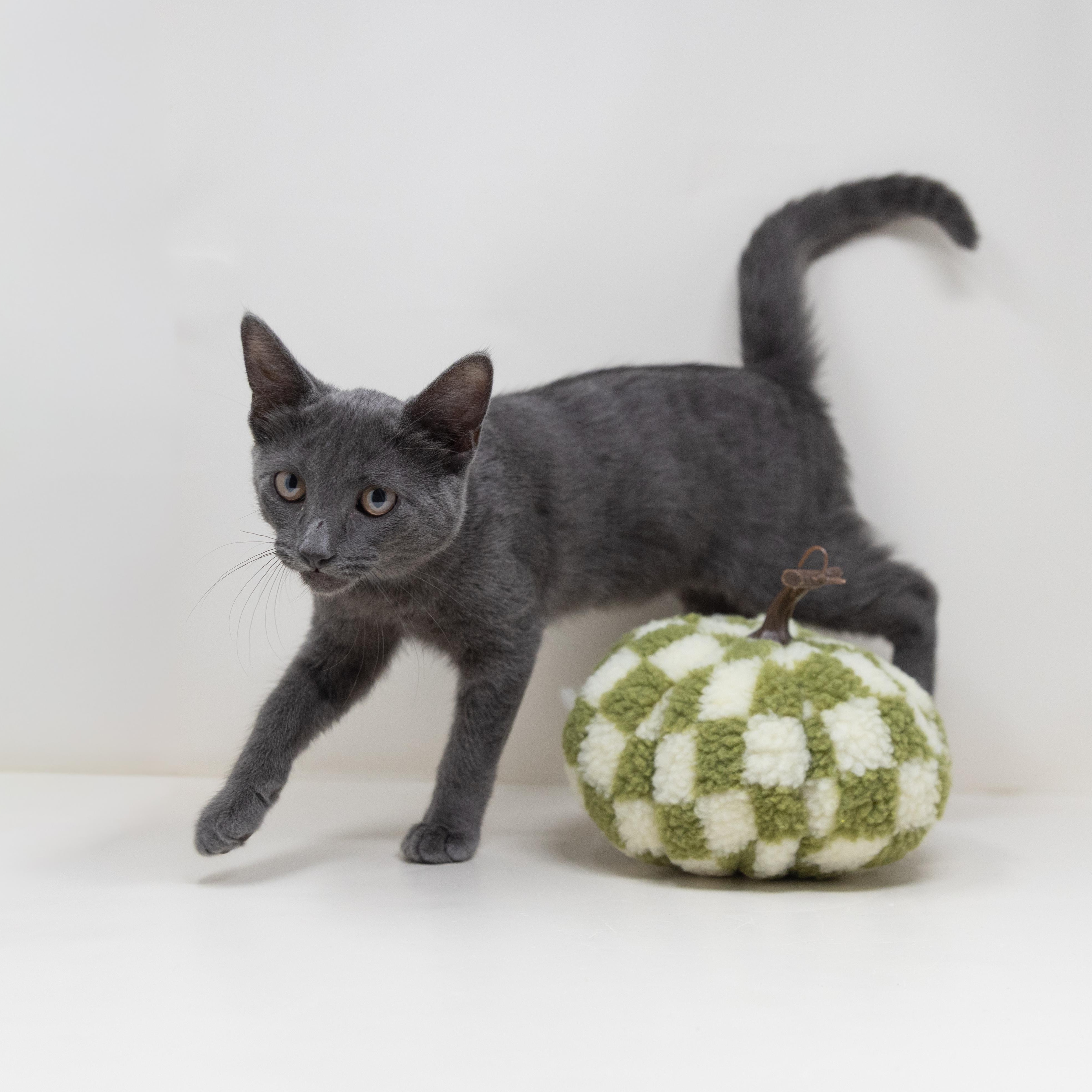 Enlarge Rachel, a ADOPTABLE Domestic Short Hair in Fort Worth, TX image 3/6