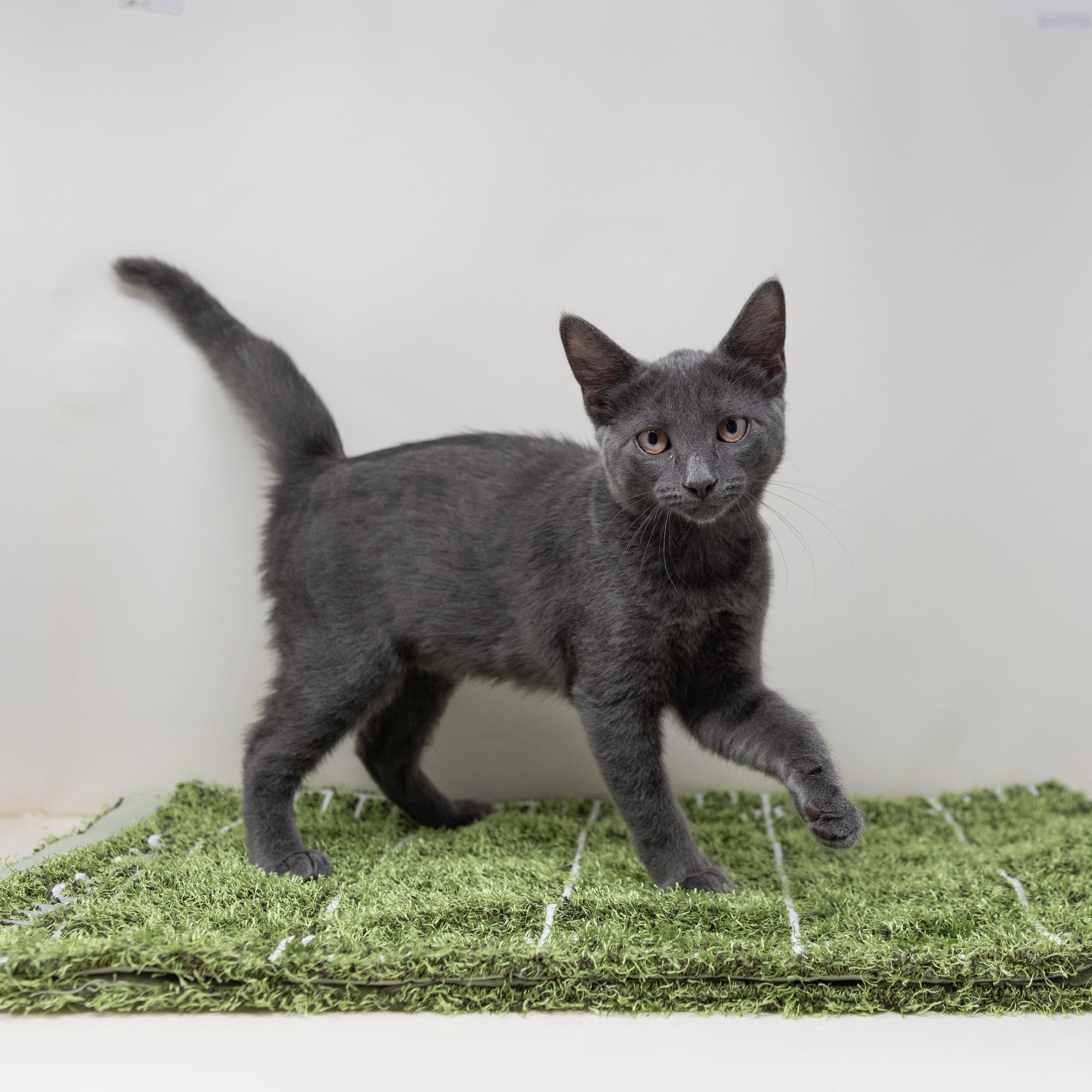 Enlarge Rachel, a ADOPTABLE Domestic Short Hair in Fort Worth, TX image 2/6