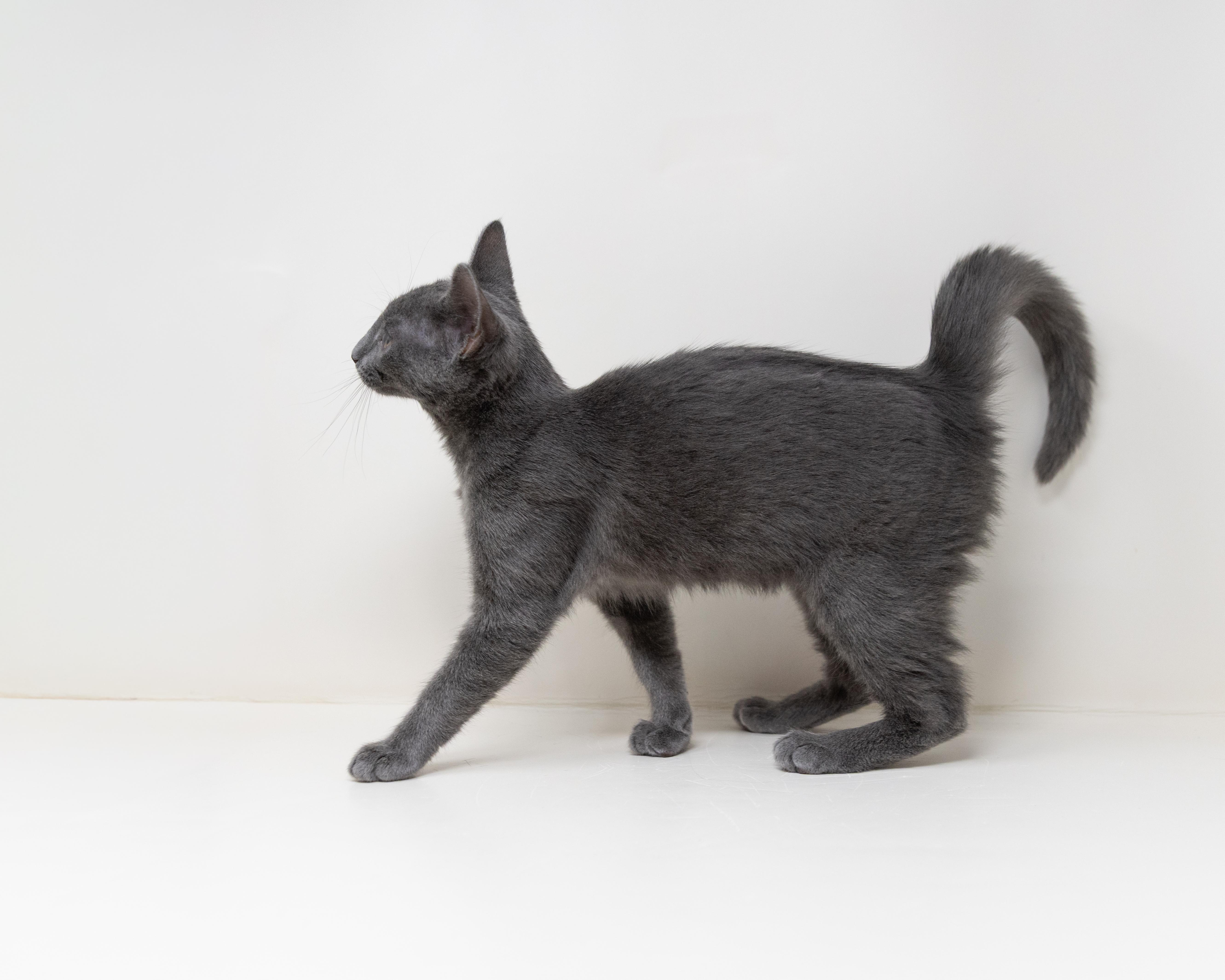 Enlarge Rachel, a ADOPTABLE Domestic Short Hair in Fort Worth, TX image 6/6