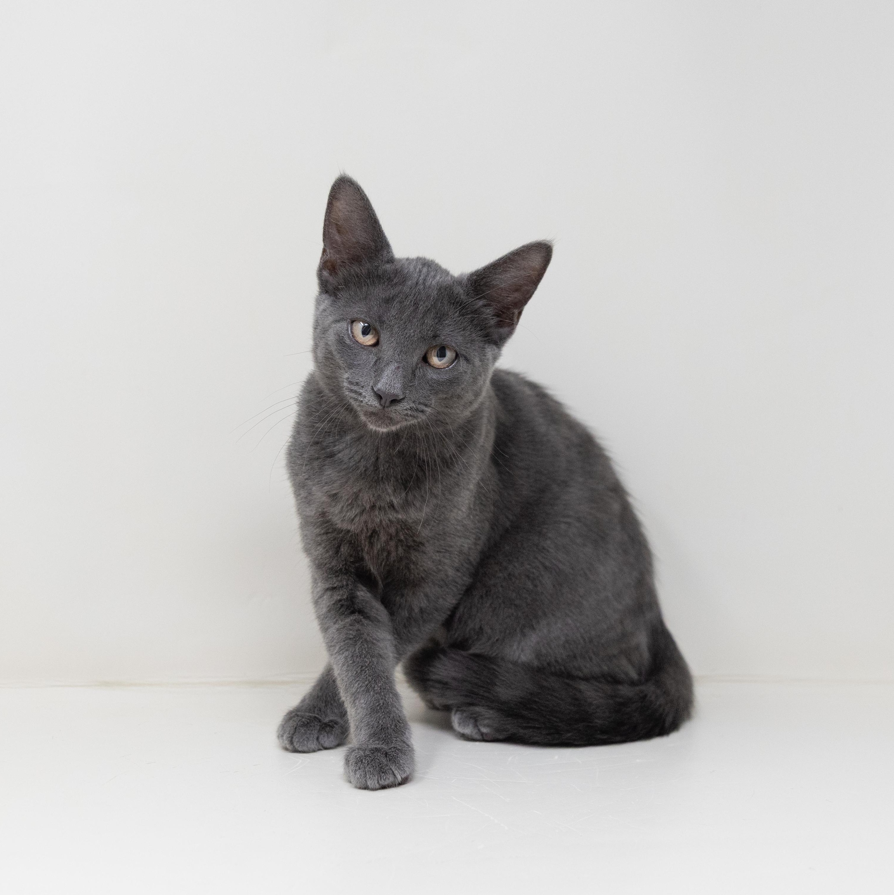 Rachel, ADOPTABLE, Kitten Female Domestic Short Hair.