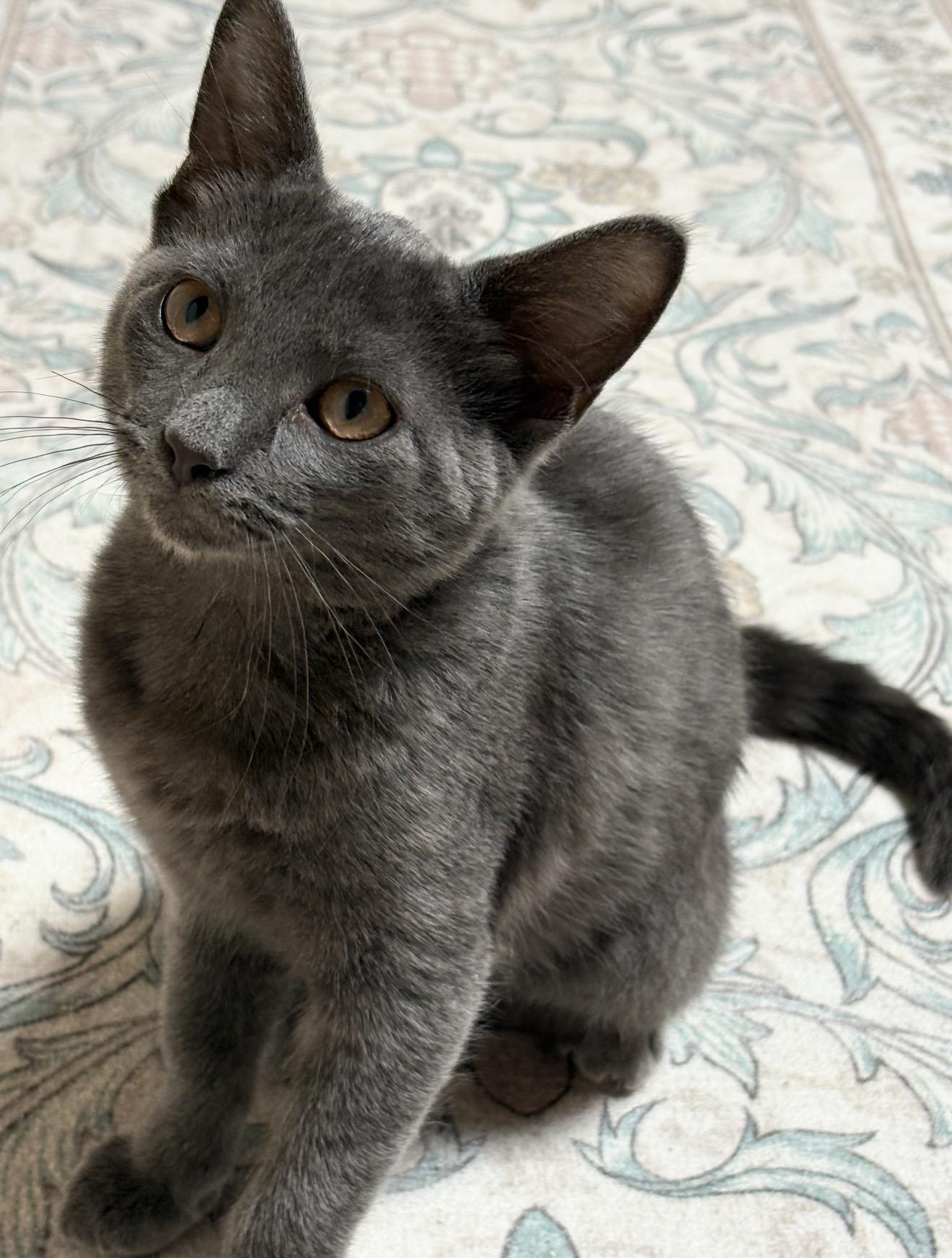 Enlarge Rachel, a ADOPTABLE Domestic Short Hair in Fort Worth, TX image 5/6