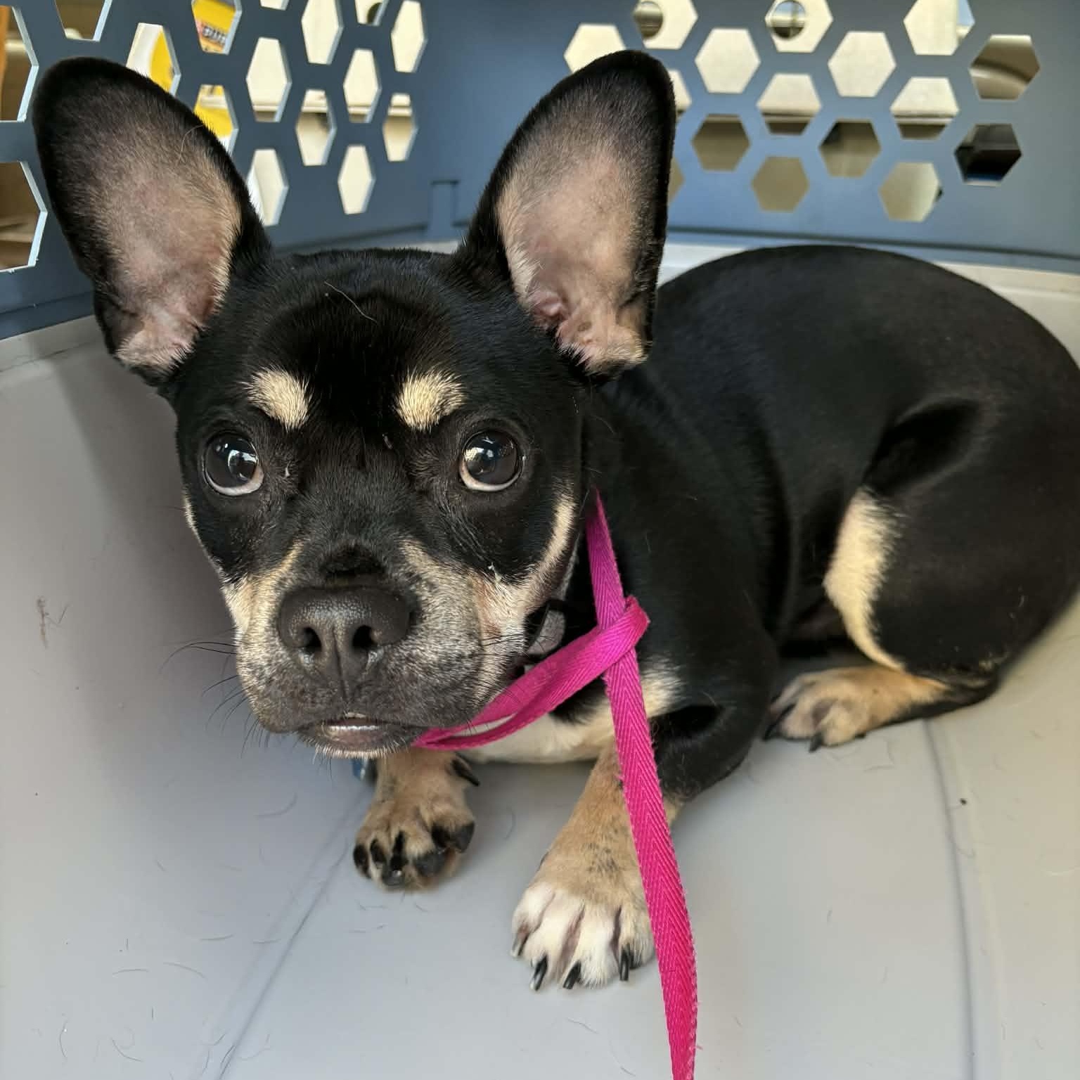 Milo- Home Visit in Process, adopted, Young Male French Bulldog.