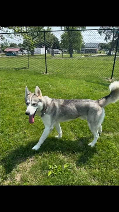 Enlarge Bullet, a Adopted Siberian Husky in Elwood, IN video 1/1