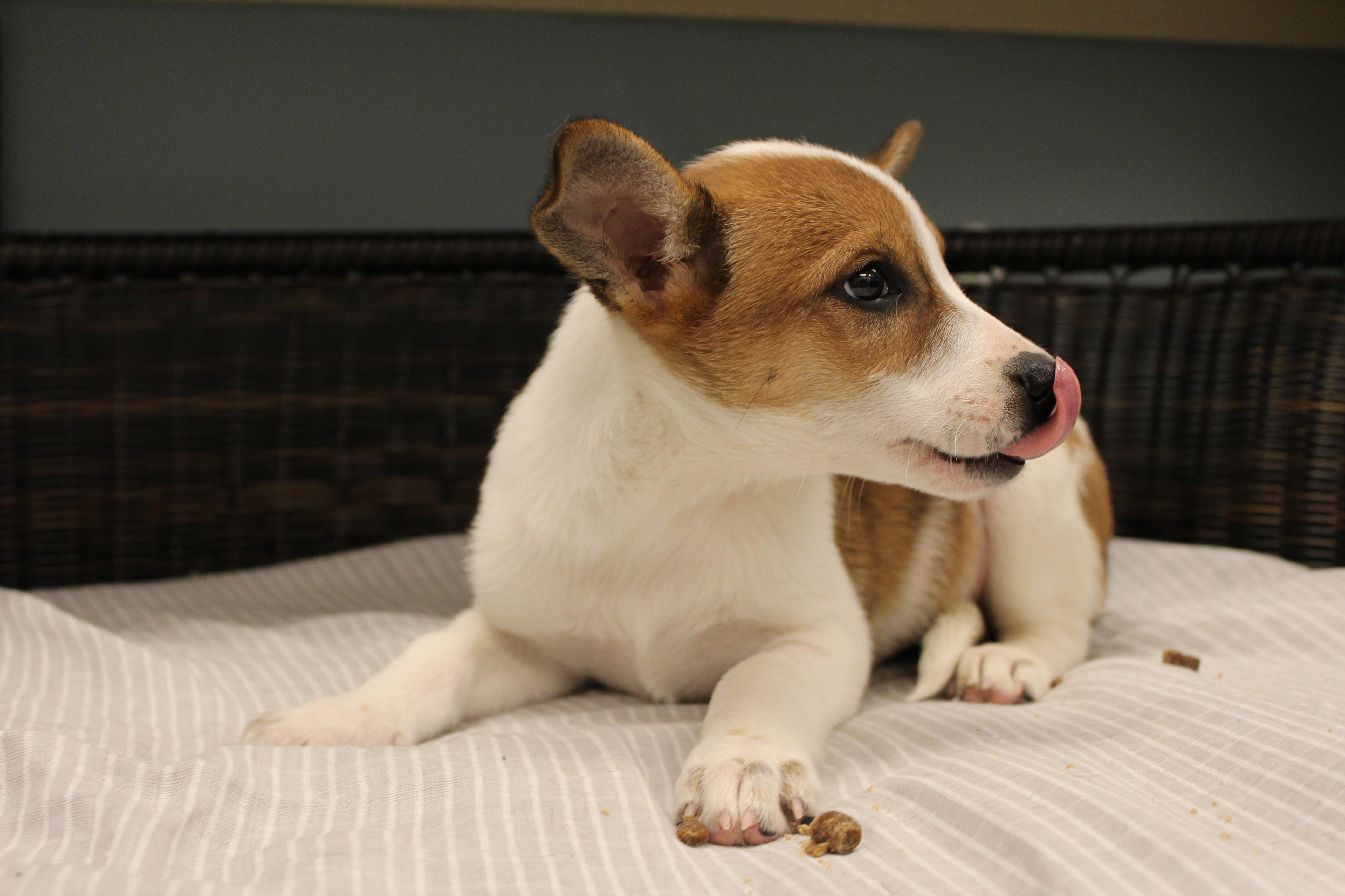 Isabella, a Adoptable Cattle Dog in Neillsville, WI image 6/6