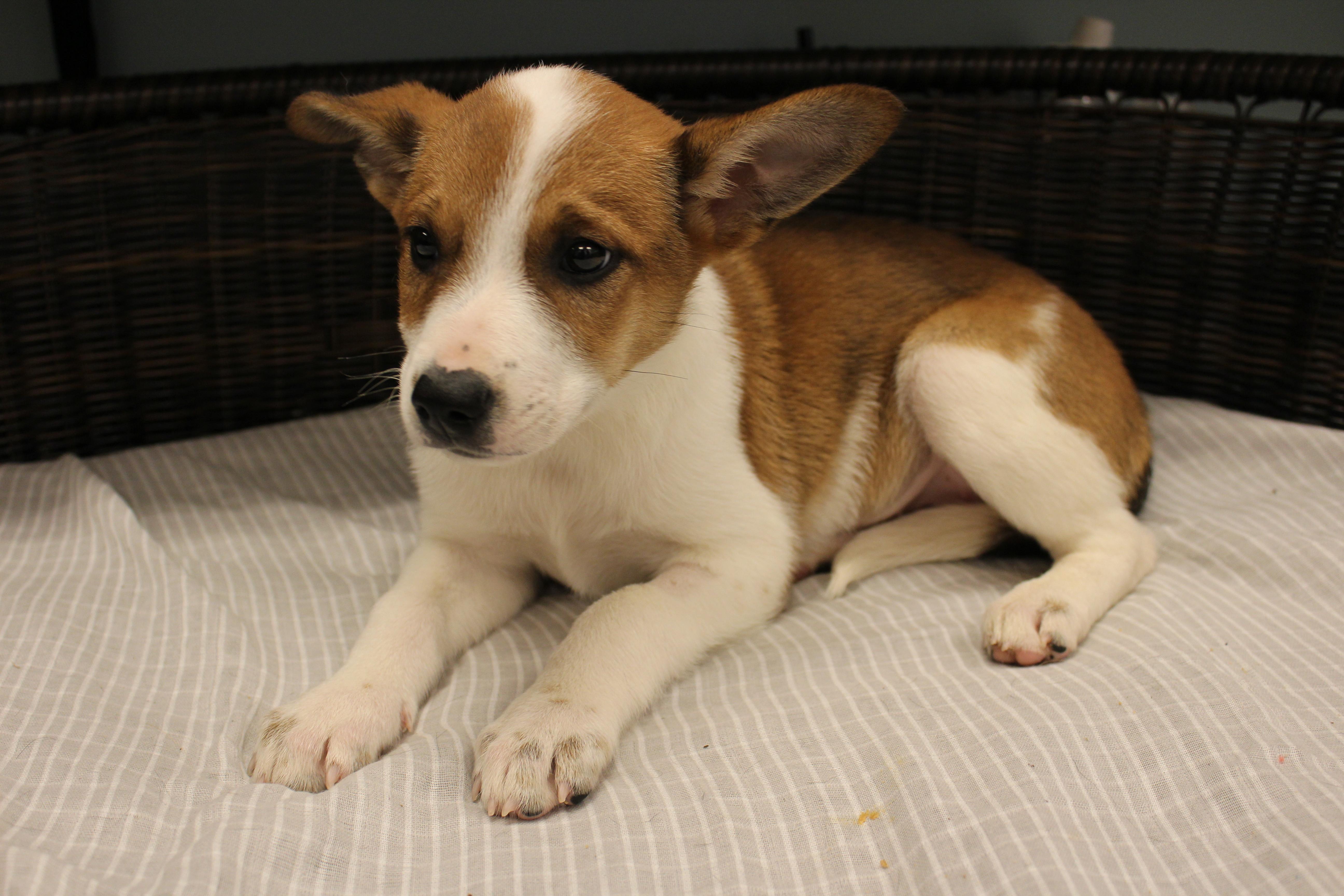 Isabella, a Adoptable Cattle Dog in Neillsville, WI image 3/6