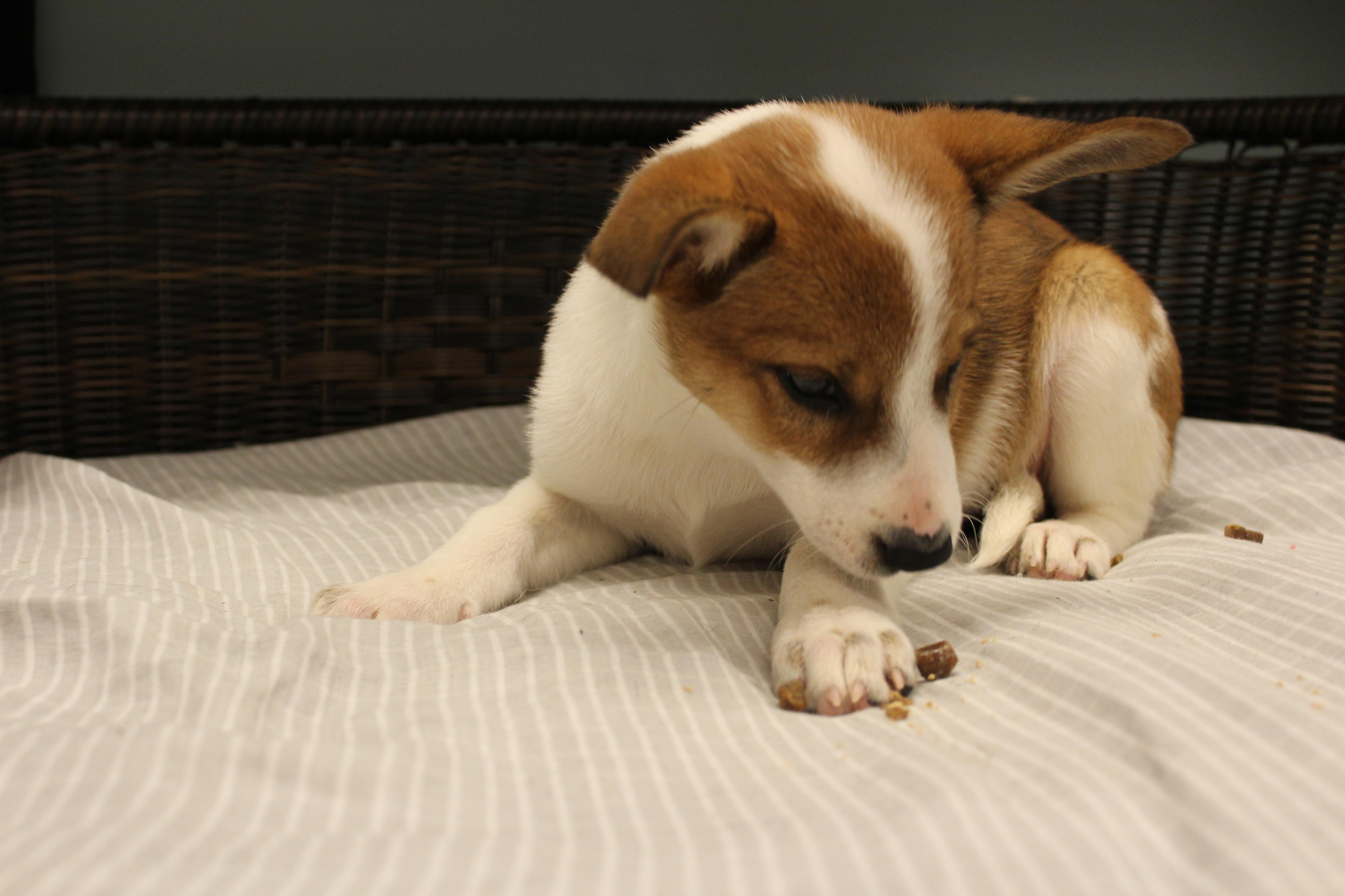Isabella, a Adoptable Cattle Dog in Neillsville, WI image 2/6