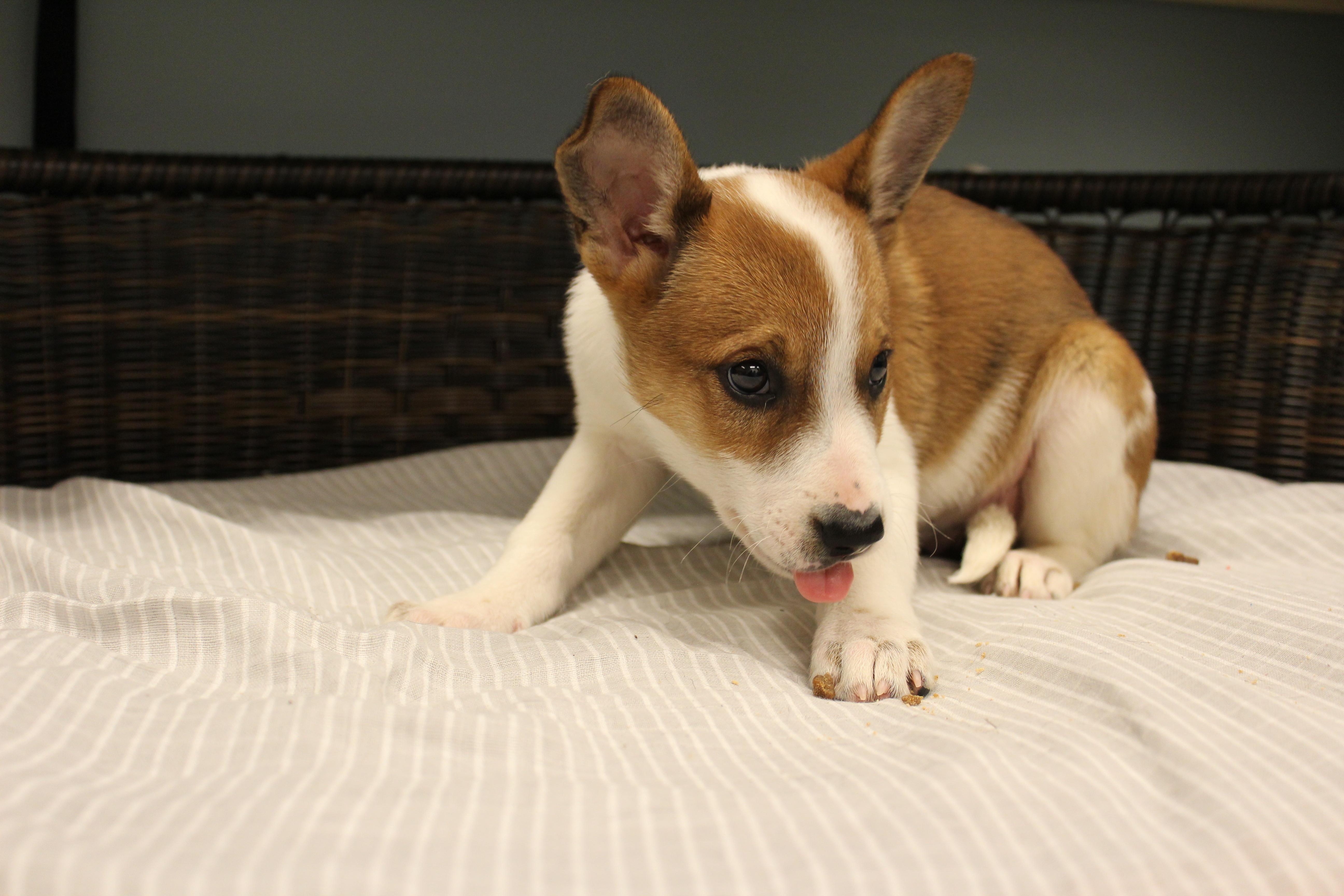 Isabella, a Adoptable Cattle Dog in Neillsville, WI image 4/6