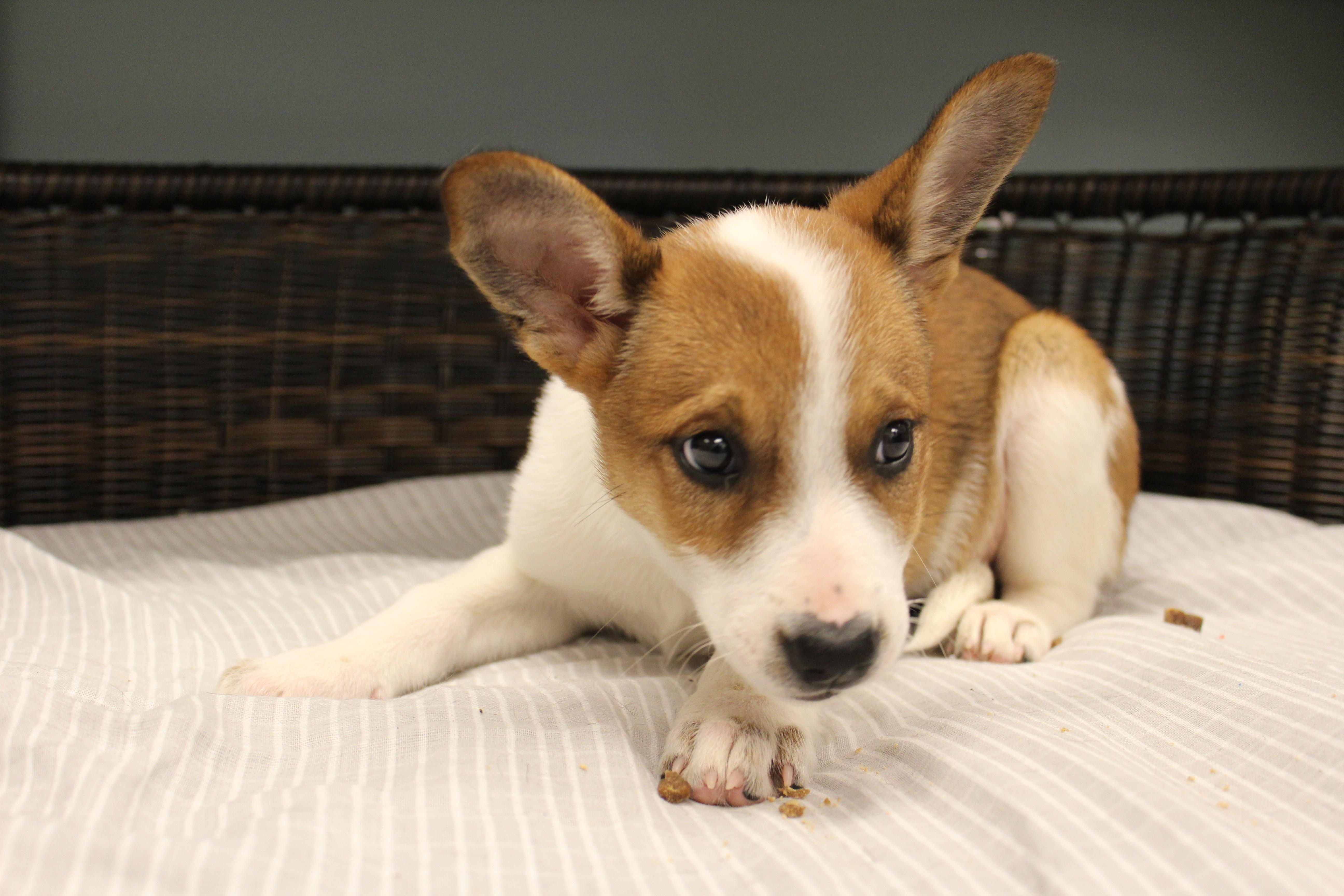 Isabella, Adoptable, Puppy Female Cattle Dog.