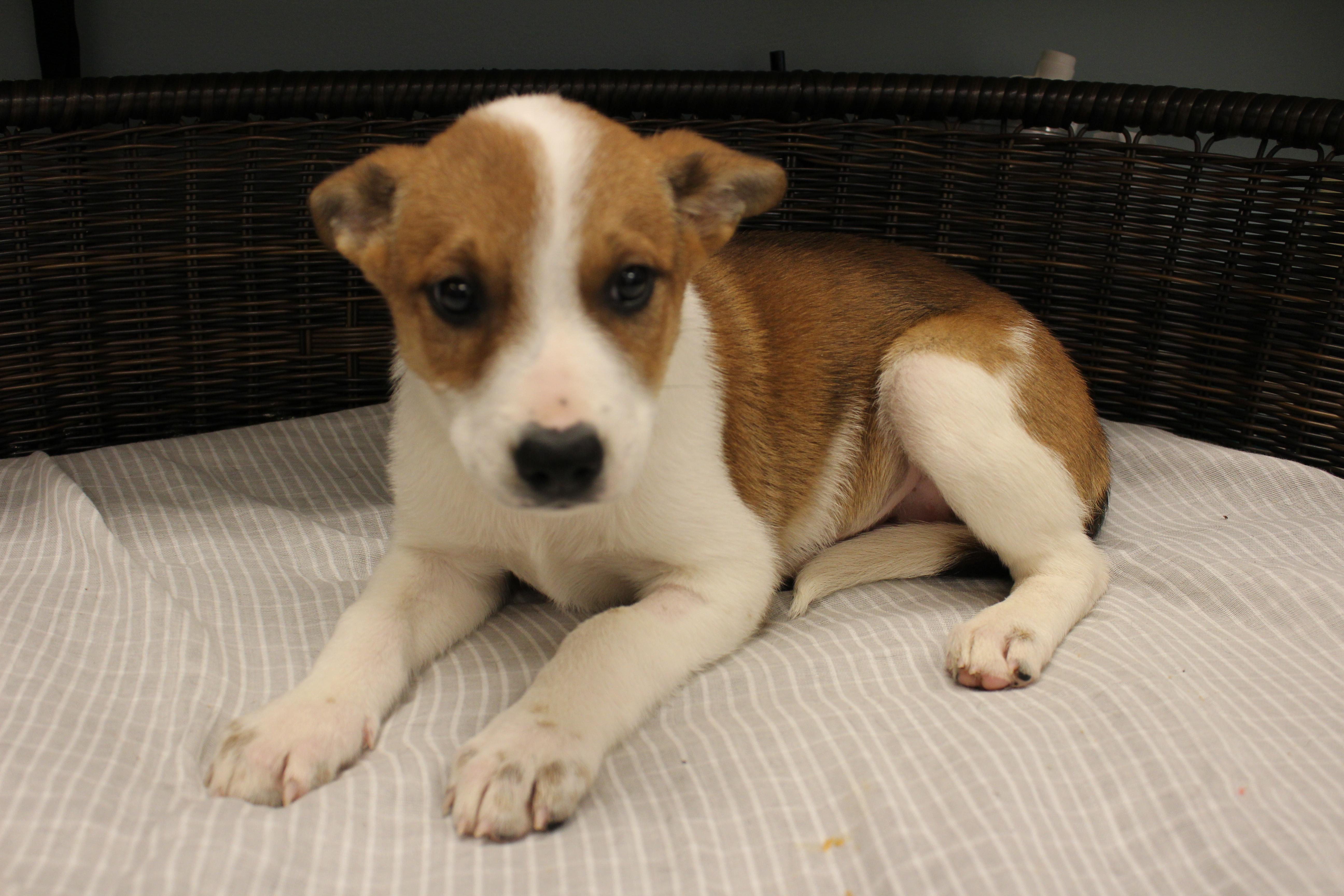 Isabella, a Adoptable Cattle Dog in Neillsville, WI image 5/6