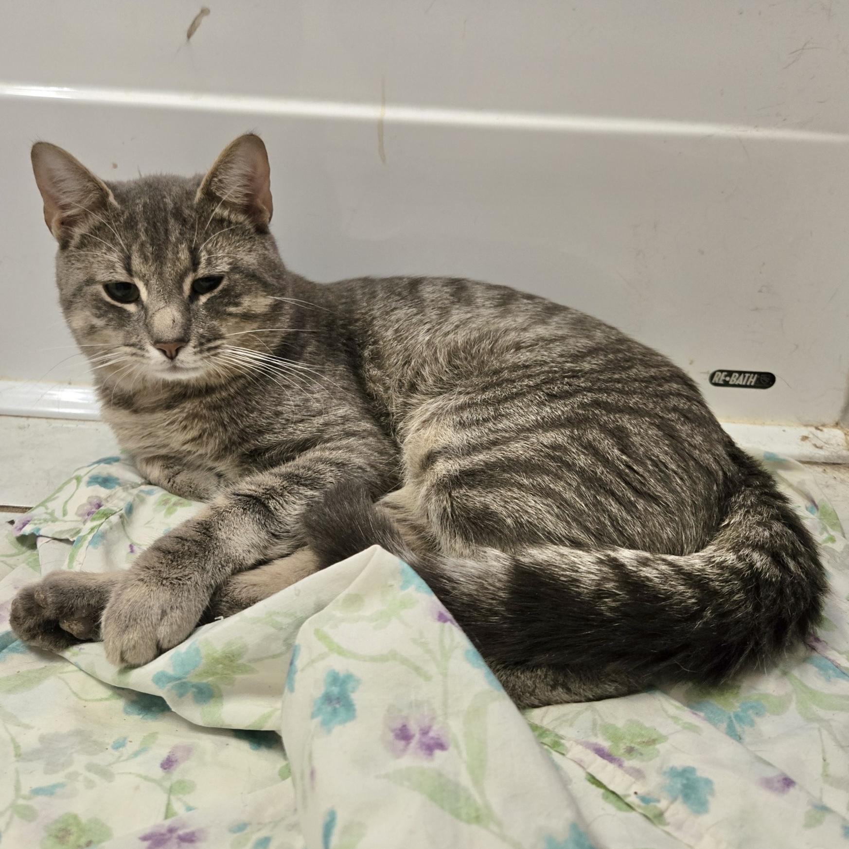 Ben, Young Male Domestic Short Hair