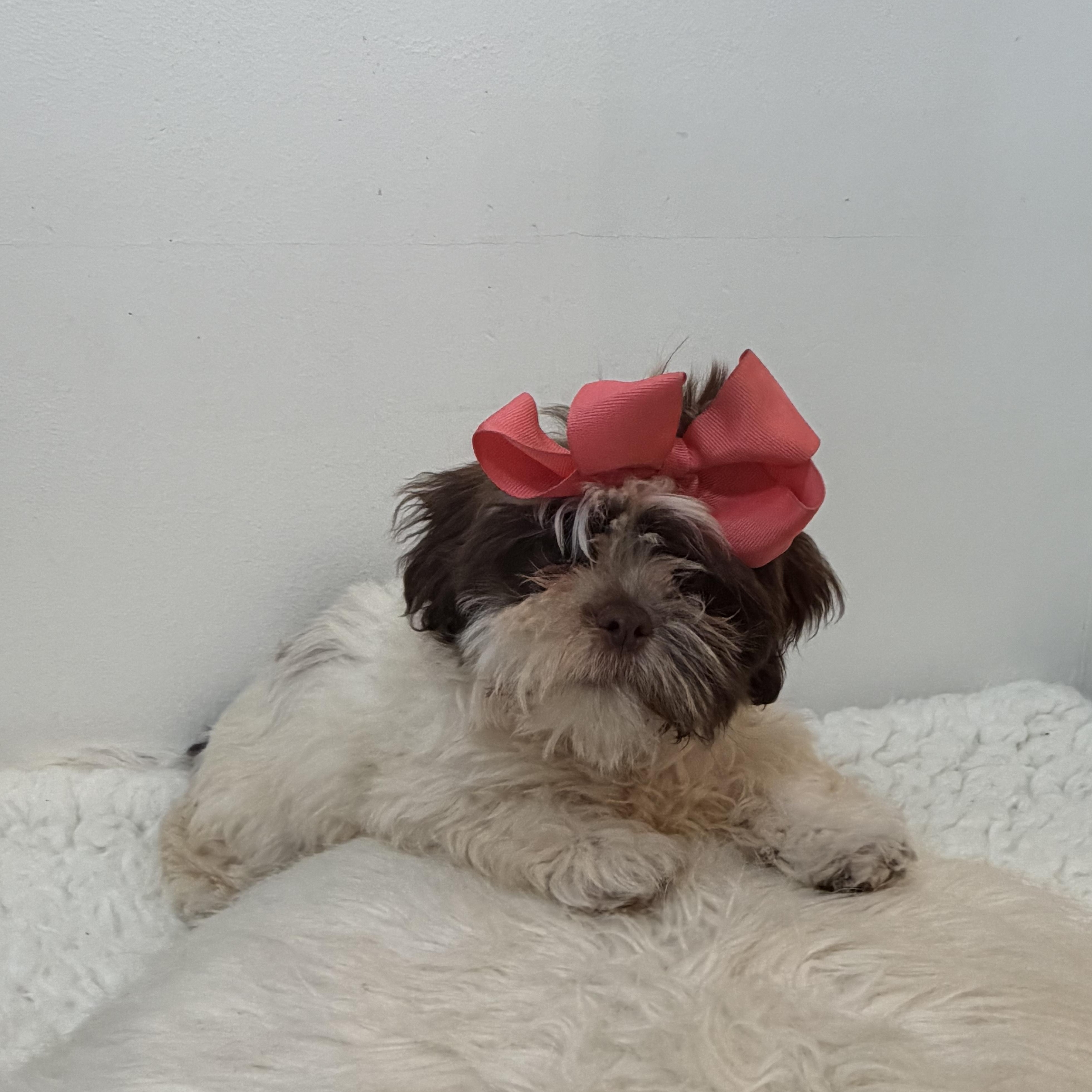 Lei, an adoptable Shih poo in Wrightstown, NJ image 4/6