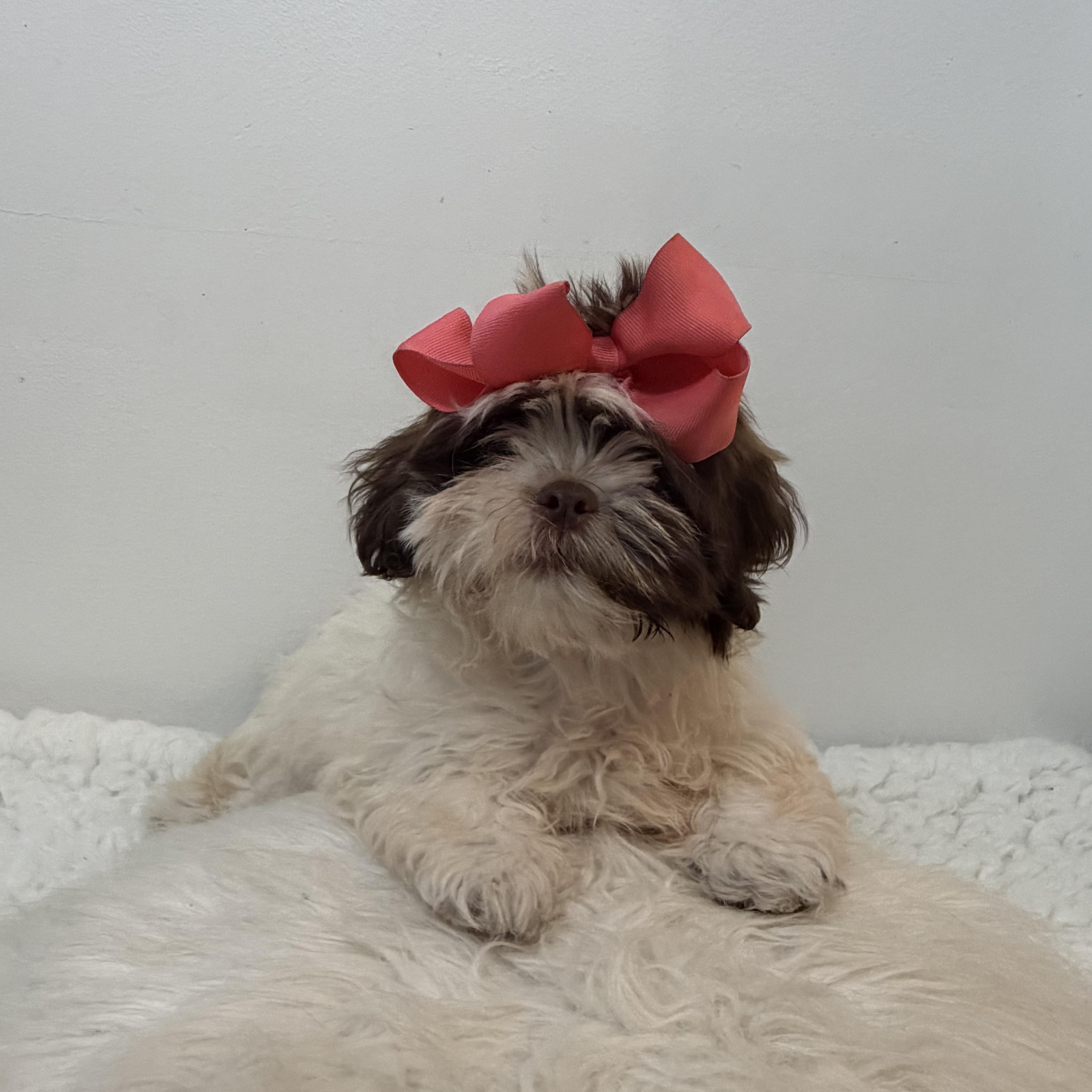 Lei, an adoptable Shih poo in Wrightstown, NJ image 1/6