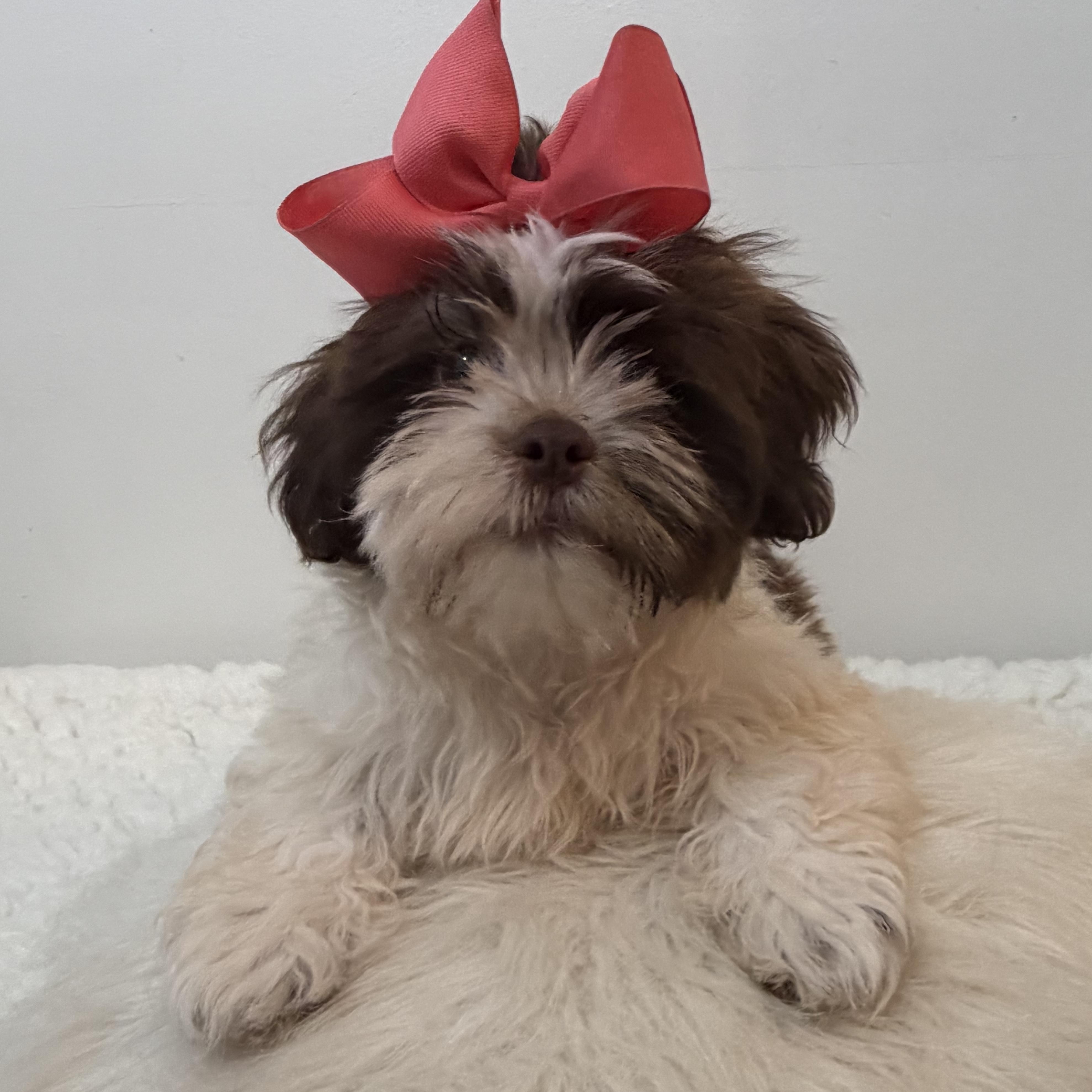 Lei, an adoptable Shih poo in Wrightstown, NJ image 3/6