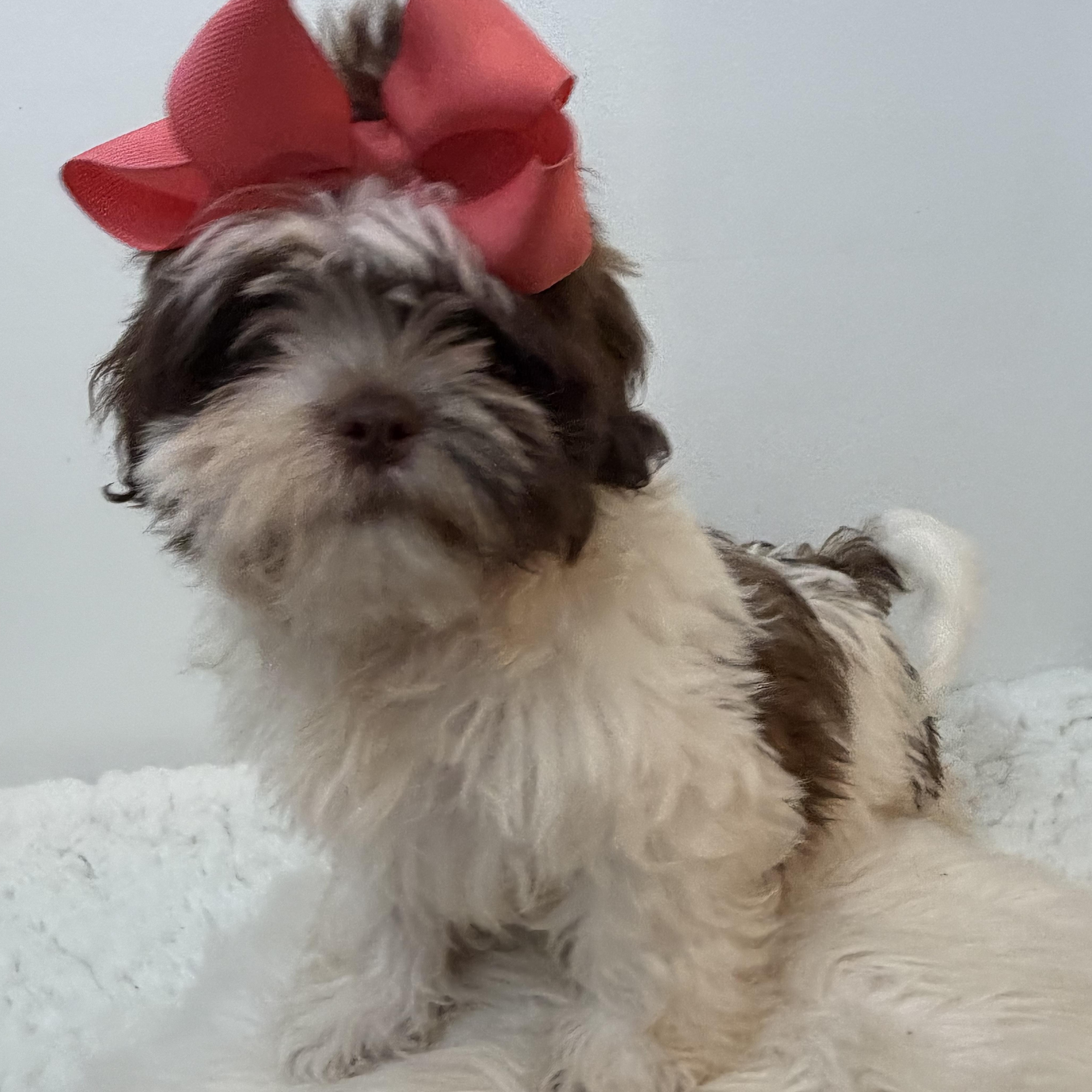 Lei, an adoptable Shih poo in Wrightstown, NJ image 6/6