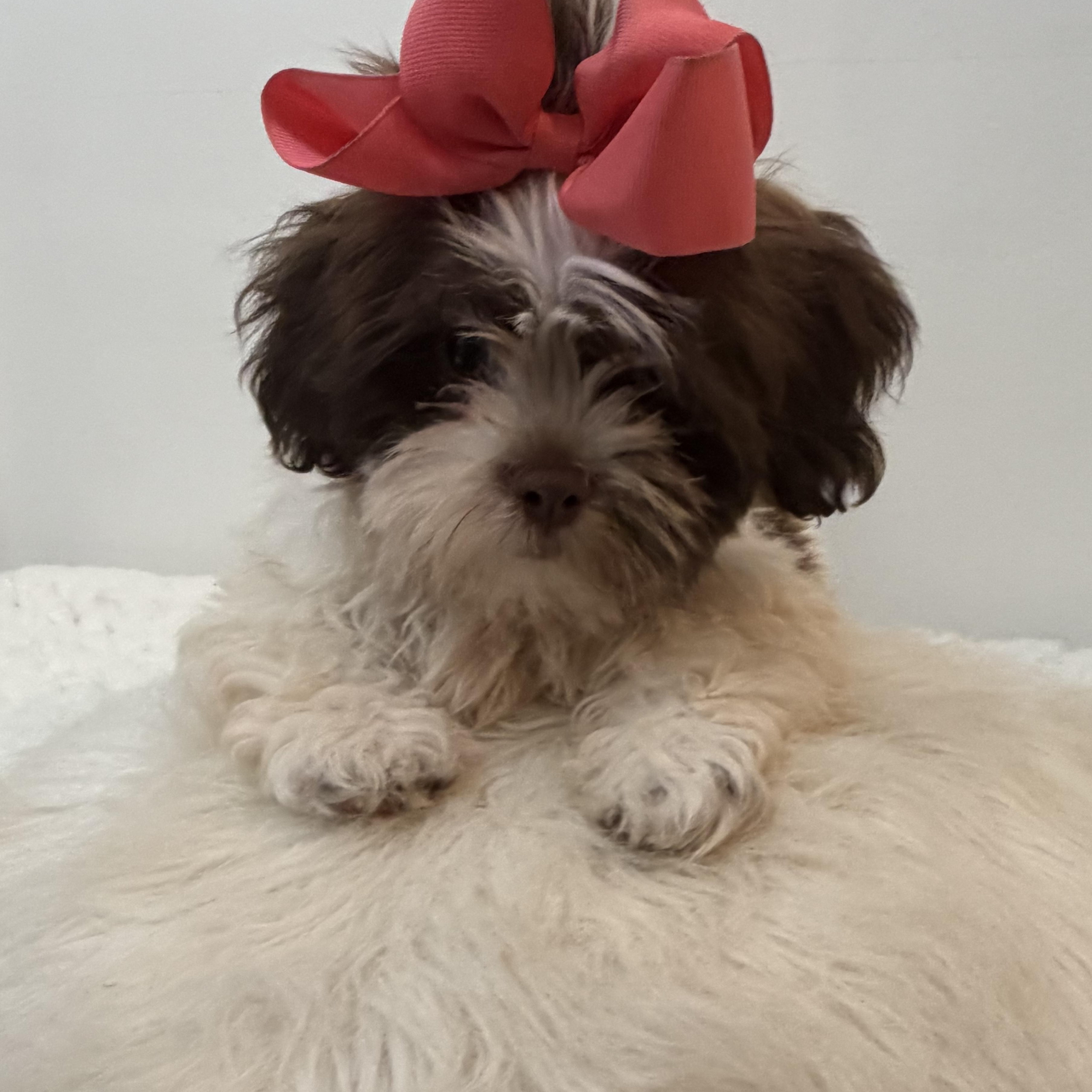 Lei, an adoptable Shih poo in Wrightstown, NJ image 5/6