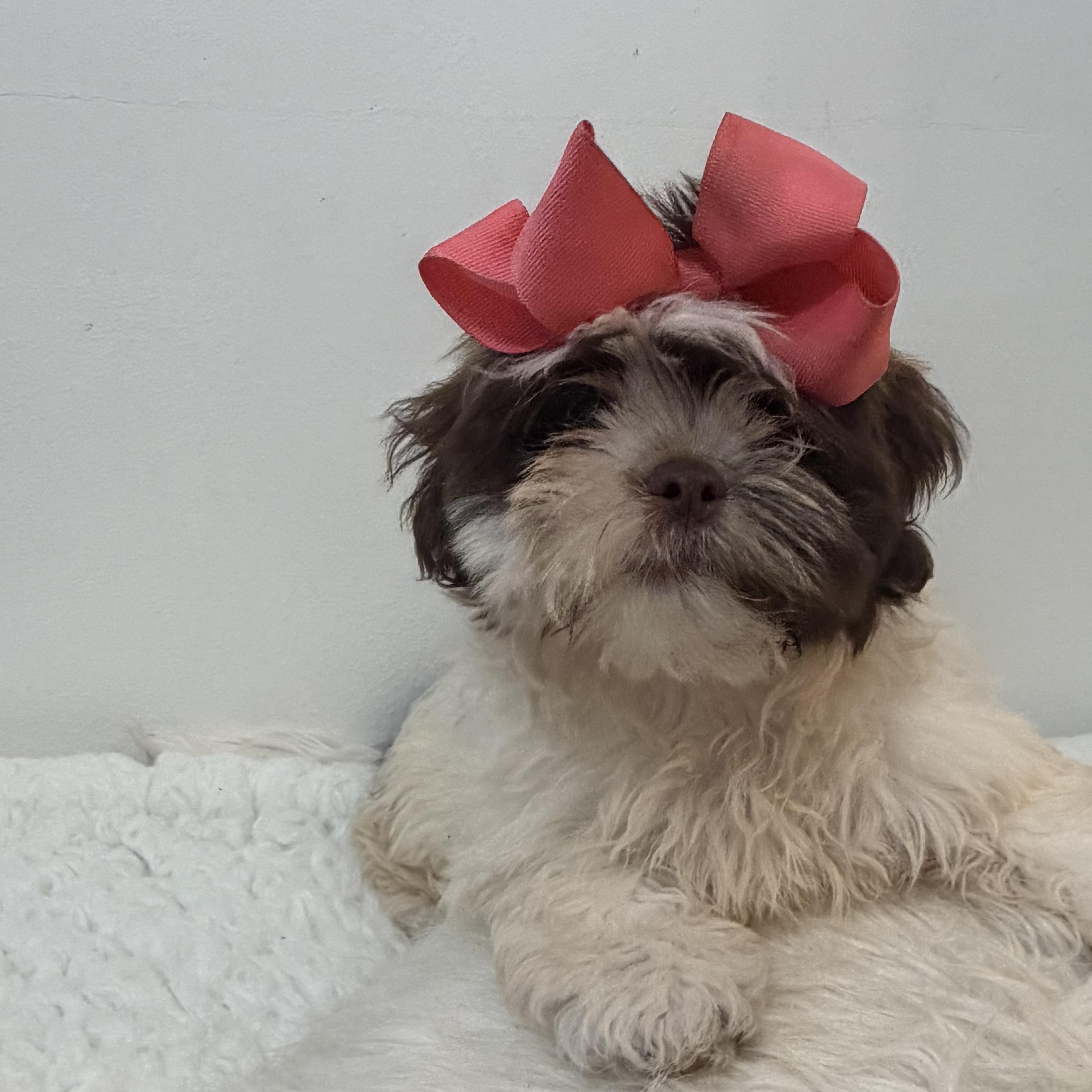 Lei, an adoptable Shih poo in Wrightstown, NJ image 2/6