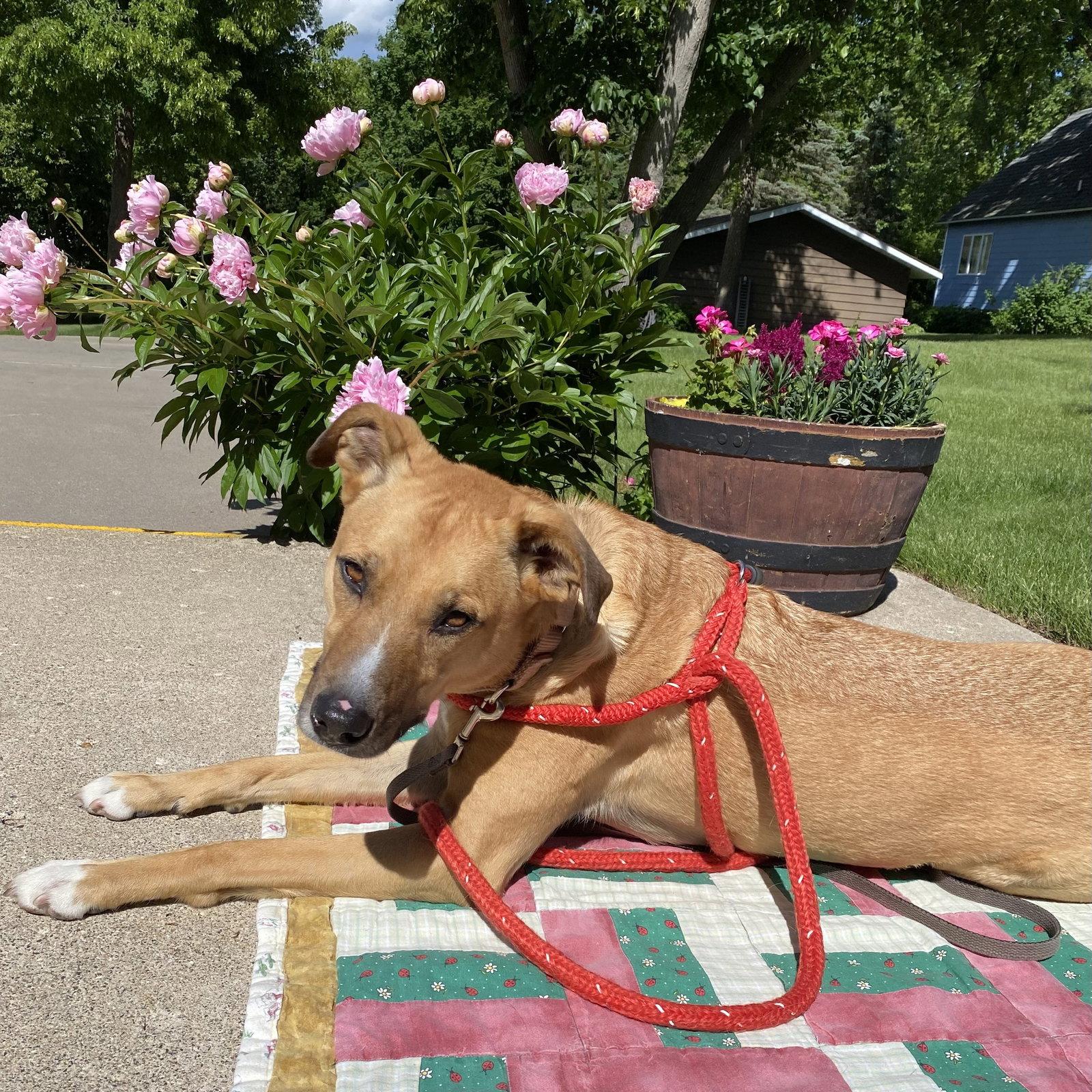 Pika, Adoptable, Adult Male Pit Bull Terrier.