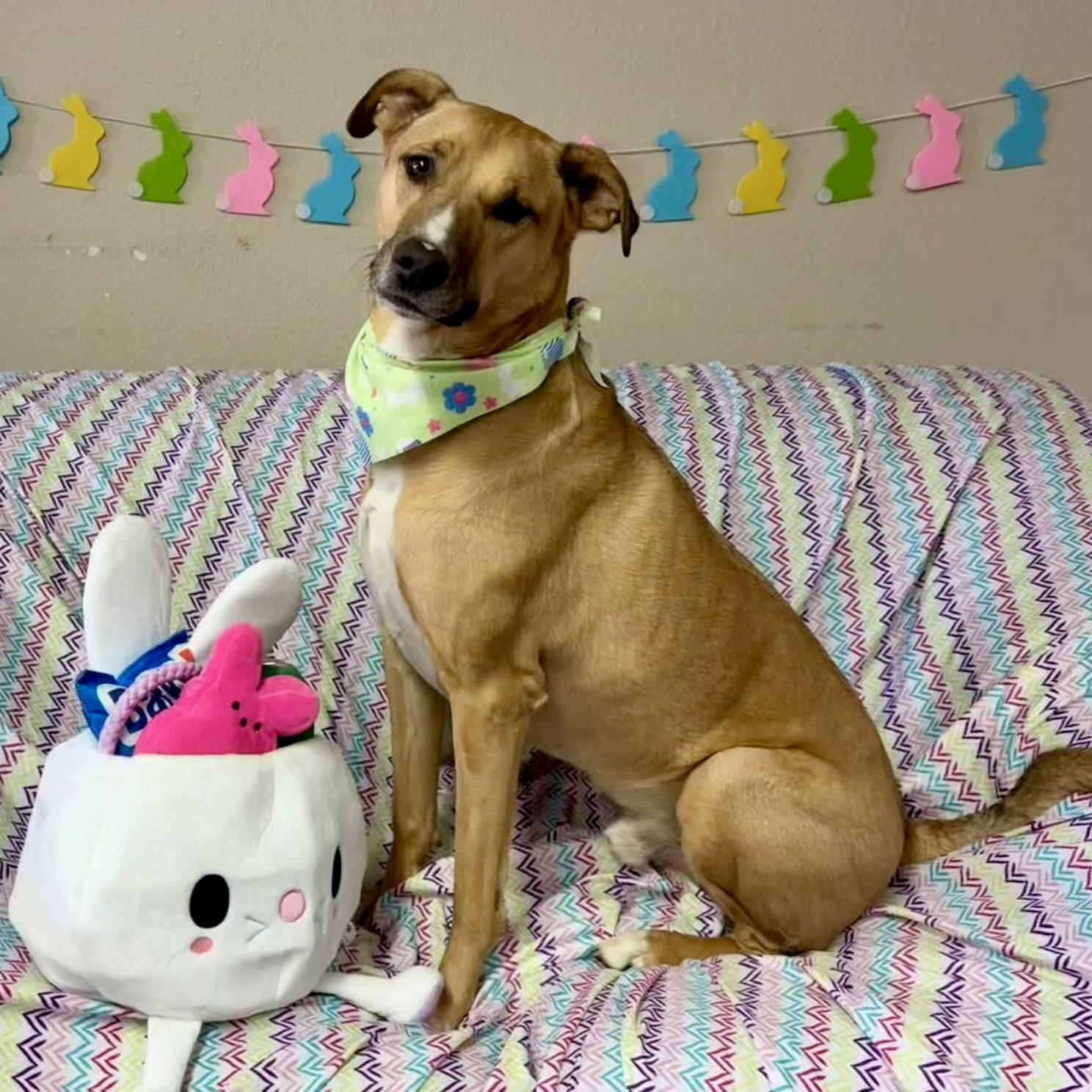 Pika, Adoptable, Adult Male Pit Bull Terrier.