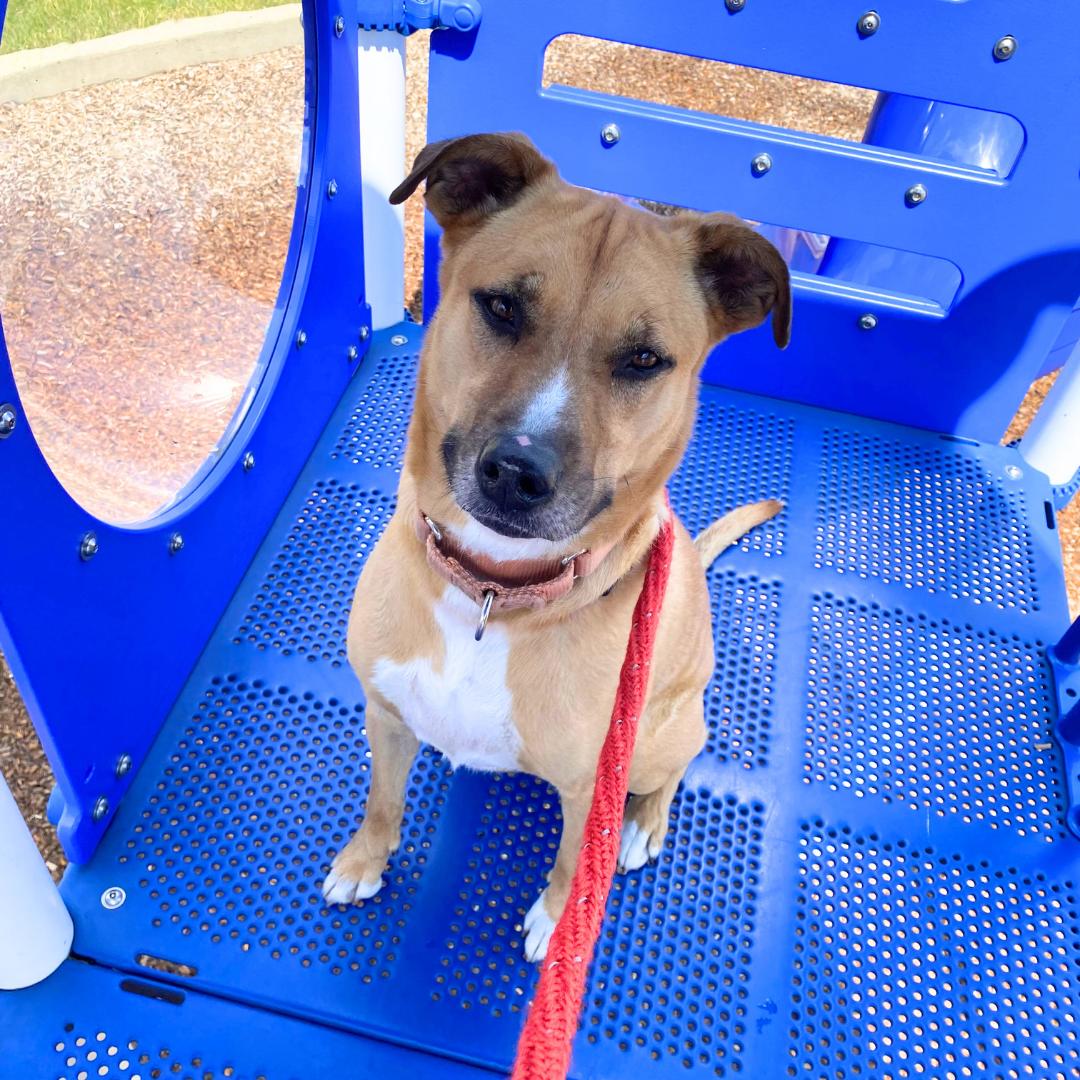 Pika, Adoptable, Adult Male Pit Bull Terrier.