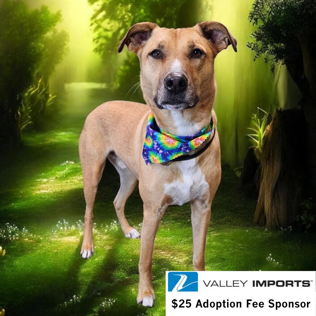 Enlarge Pika, a Adoptable Pit Bull Terrier in Fargo, ND image 1/3