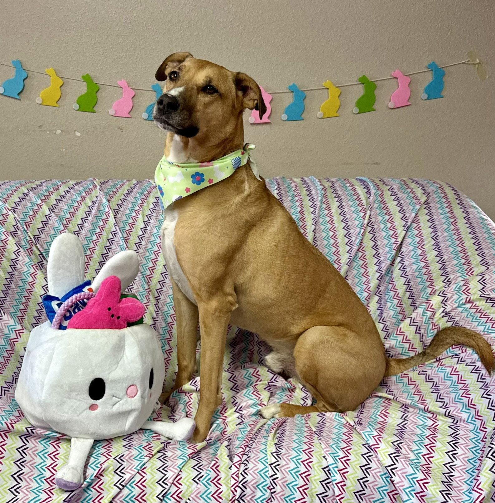 Pika, a Adoptable Pit Bull Terrier in Fargo, ND image 2/3