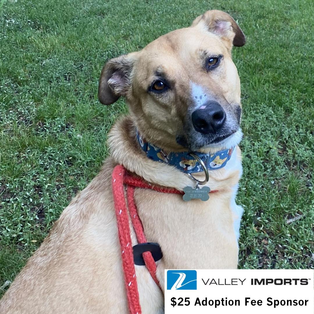 Enlarge Pika, a Adoptable Pit Bull Terrier in Fargo, ND image 2/3