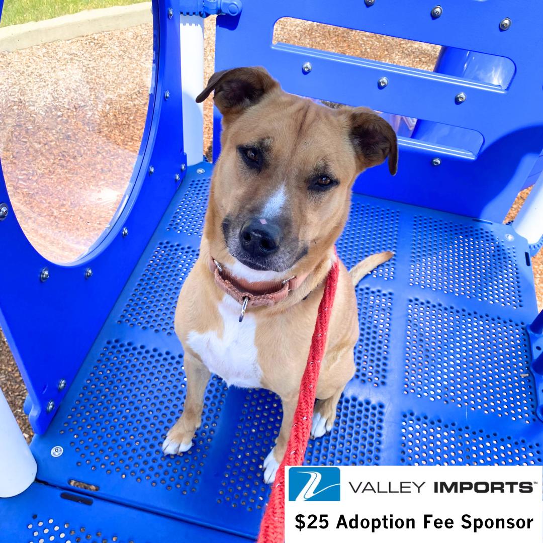 Pika, a Adoptable Pit Bull Terrier in Fargo, ND image 2/3