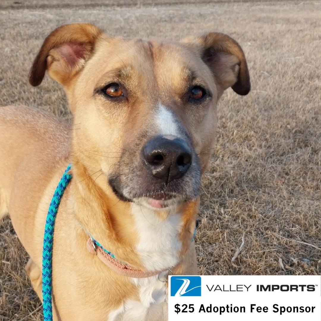 Enlarge Pika, a Adoptable Pit Bull Terrier in Fargo, ND image 1/3