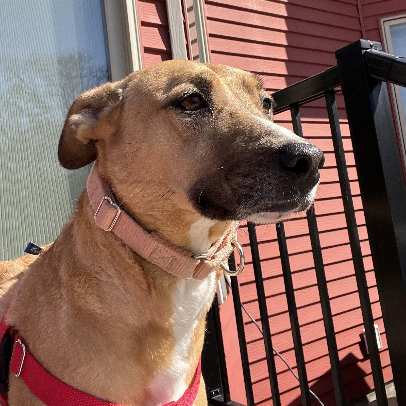 Enlarge Pika, a Adoptable Pit Bull Terrier in Fargo, ND image 2/3