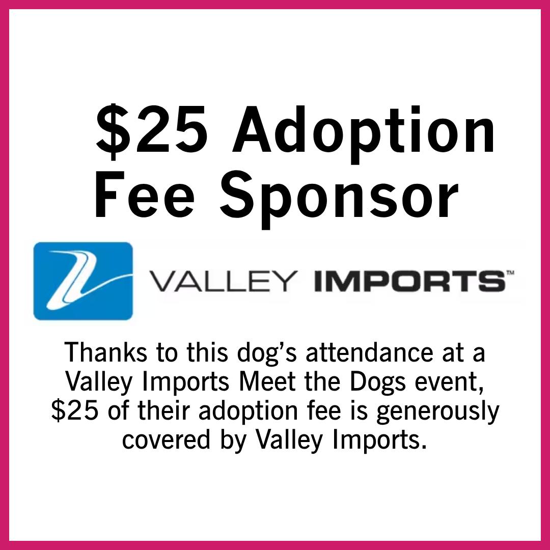 Enlarge Pika, a Adoptable Pit Bull Terrier in Fargo, ND image 3/3