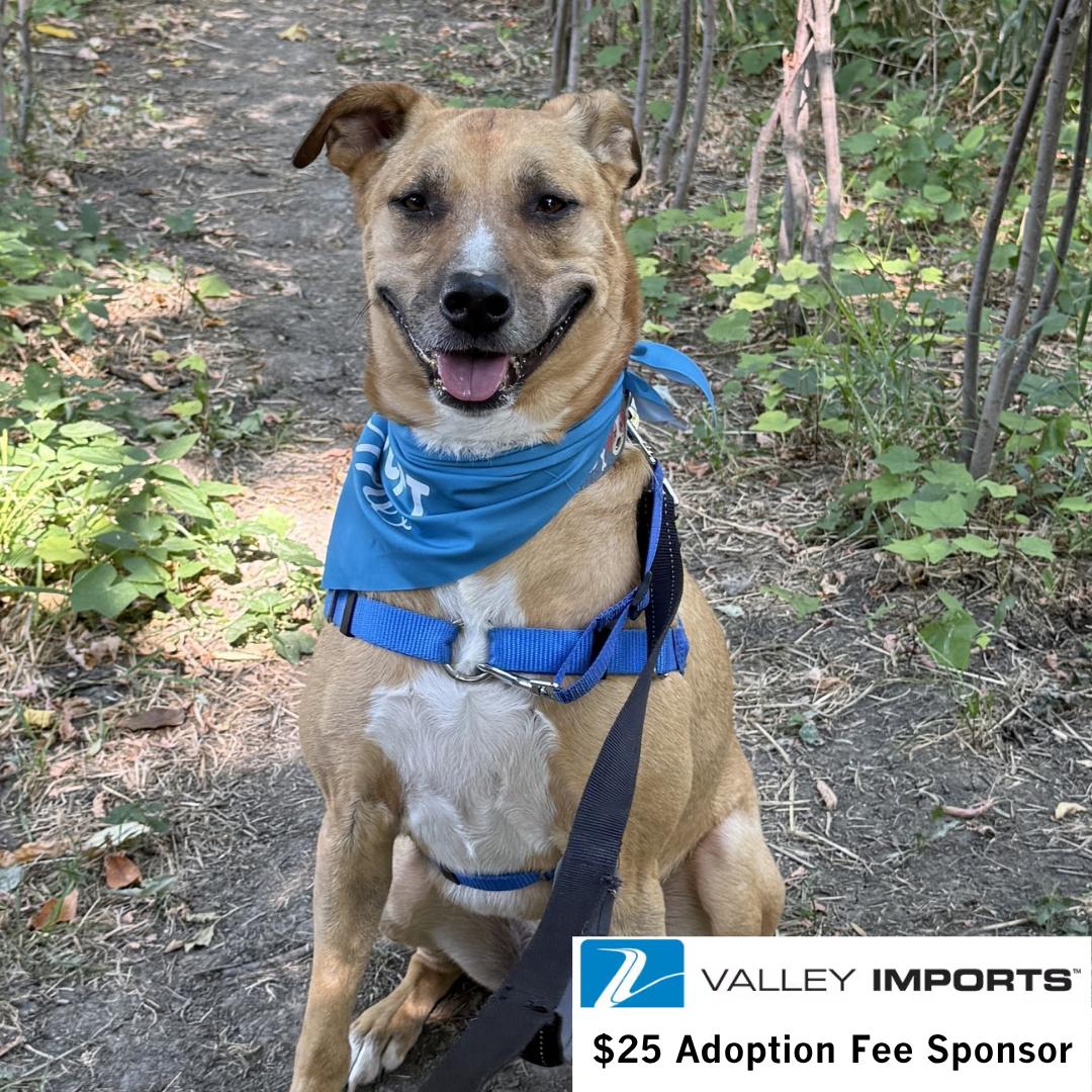 Enlarge Pika, a Adoptable Pit Bull Terrier in Fargo, ND image 3/3