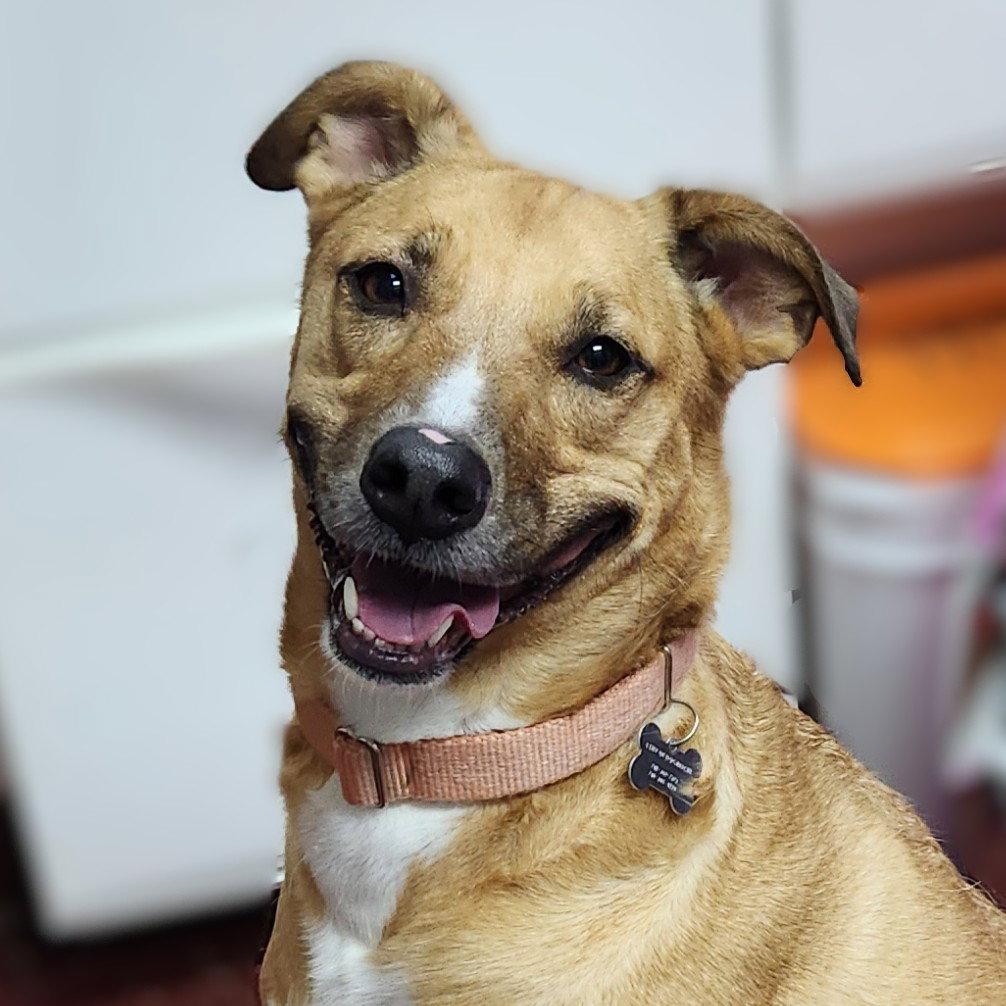 Pika, a Adoptable Pit Bull Terrier in Fargo, ND image 3/3