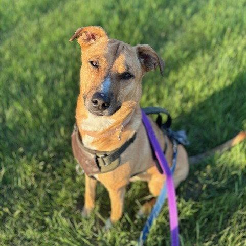 Enlarge Pika, a Adoptable Pit Bull Terrier in Fargo, ND image 3/3