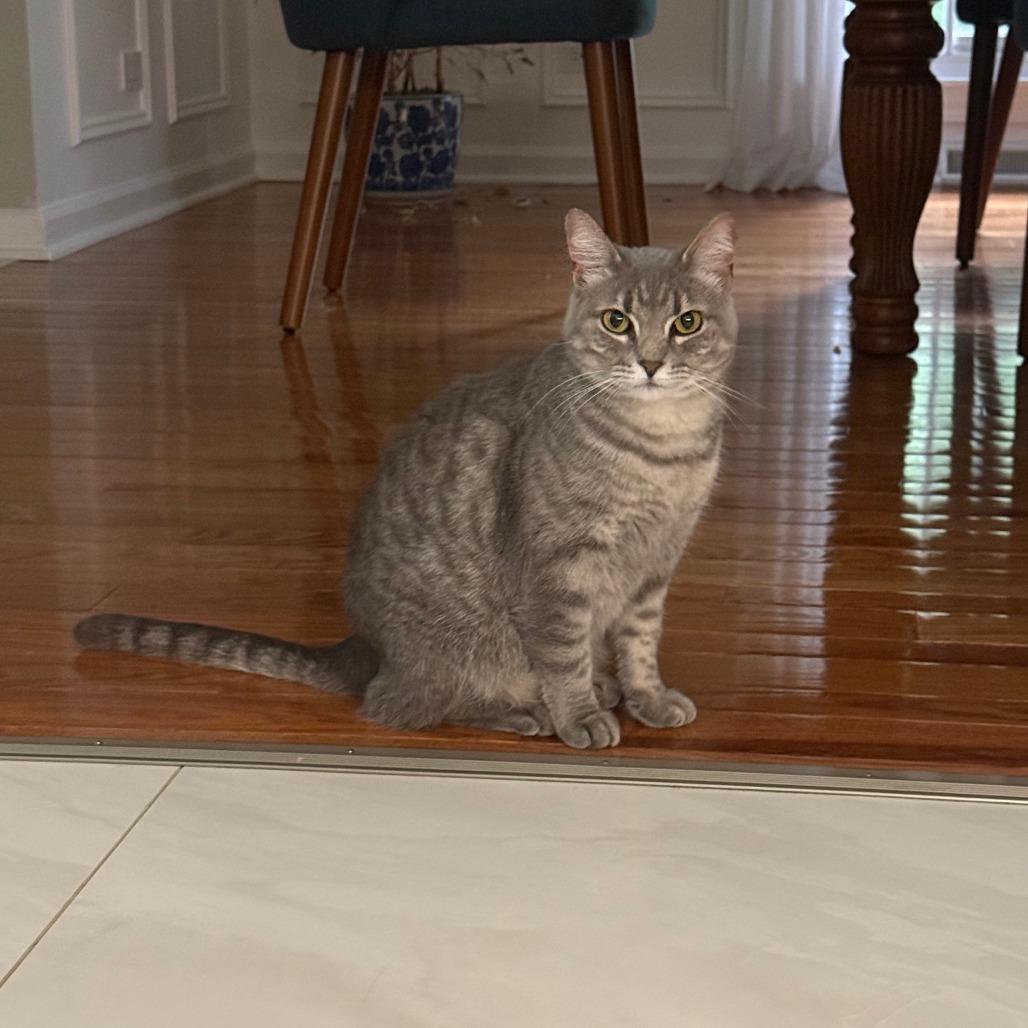 Allure, Adoptable, Adult Female Domestic Short Hair.