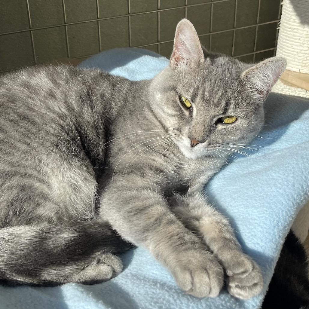 Allure, a Adoptable Domestic Short Hair in Deerfield, IL image 2/6