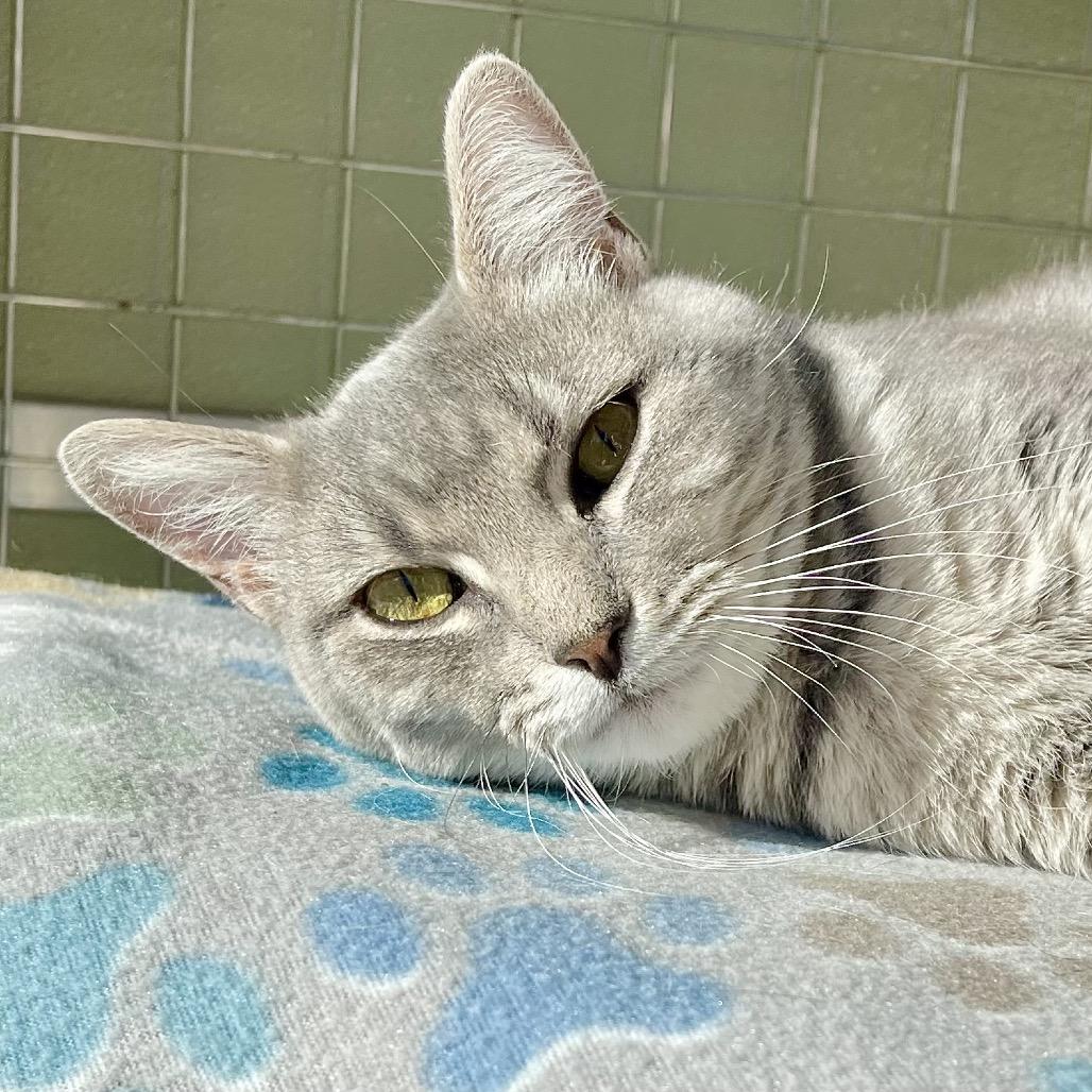 Allure, a Adoptable Domestic Short Hair in Deerfield, IL image 3/6