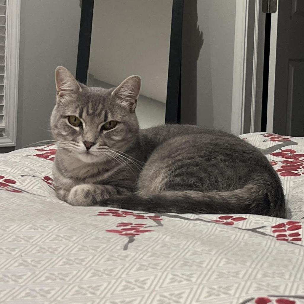 Allure, a Adoptable Domestic Short Hair in Deerfield, IL image 5/6