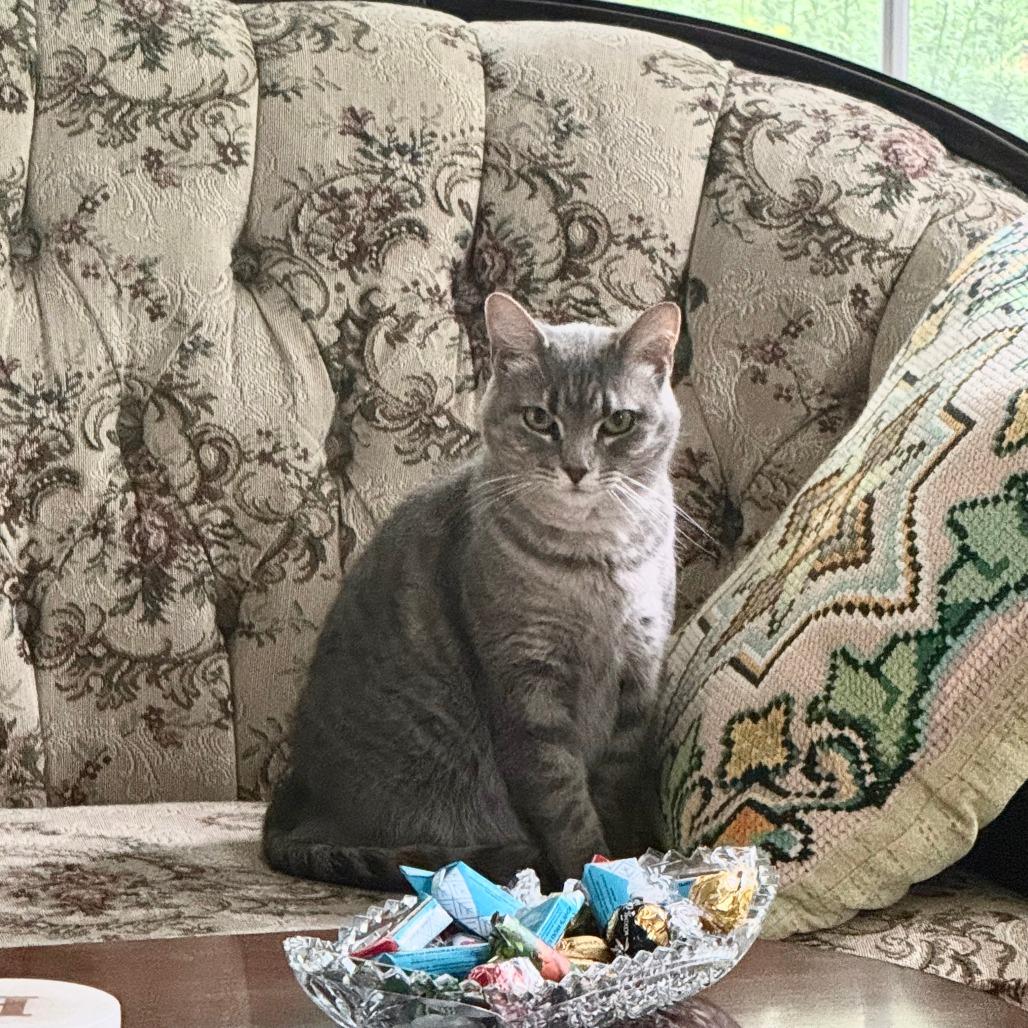 Allure, a Adoptable Domestic Short Hair in Deerfield, IL image 6/6
